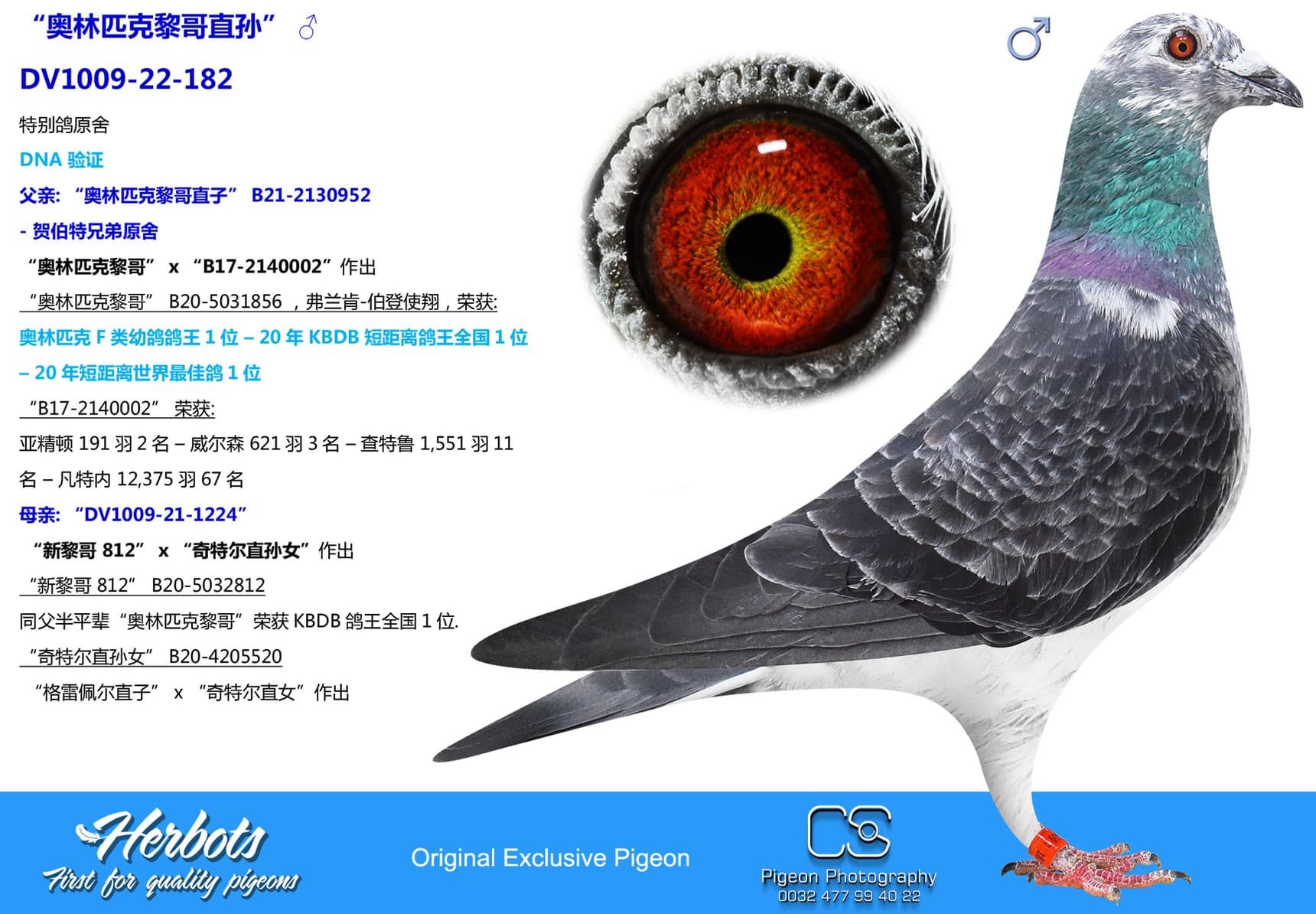 pigeon: “奥林匹克黎哥直孙”