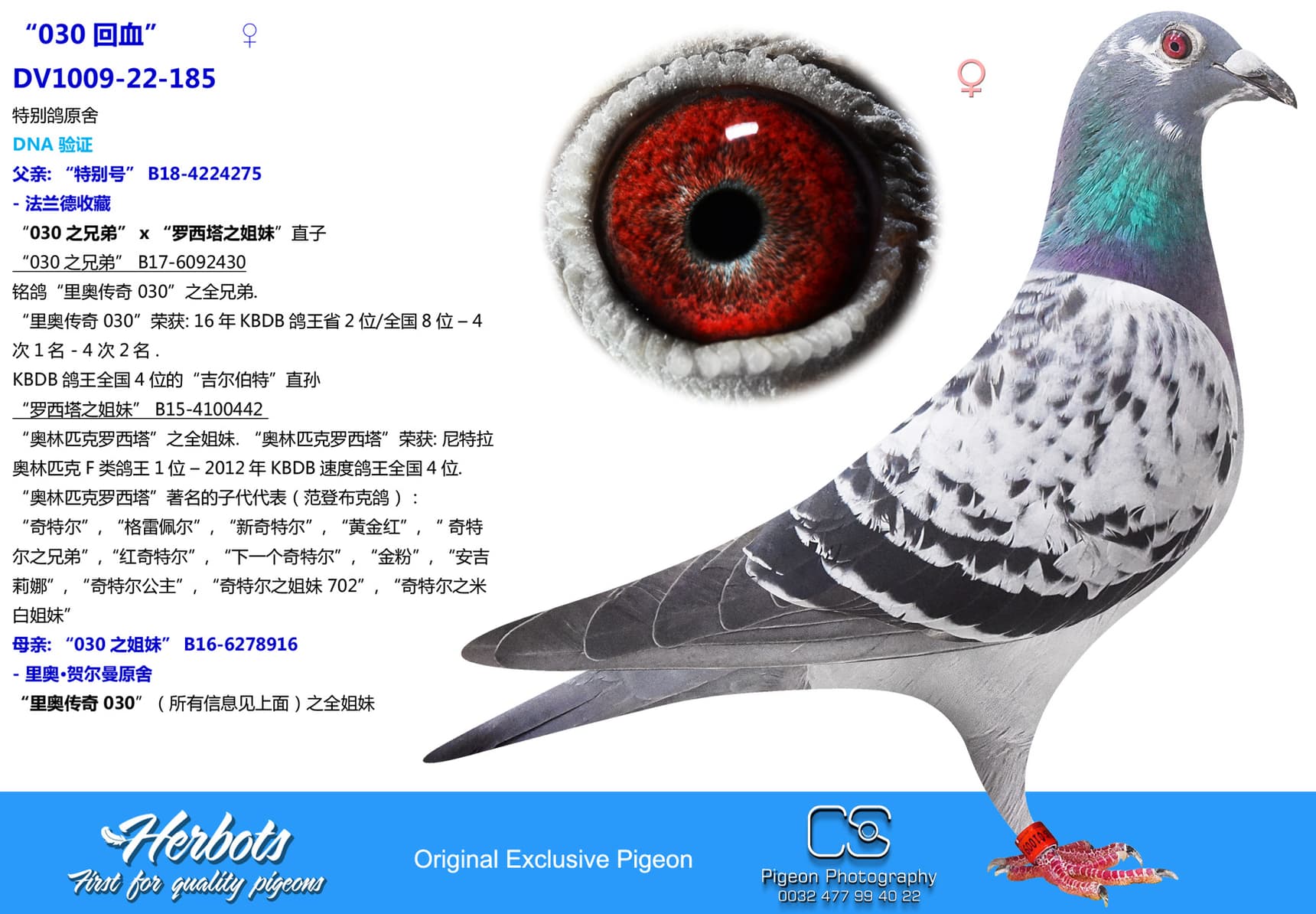 pigeon: undefined
