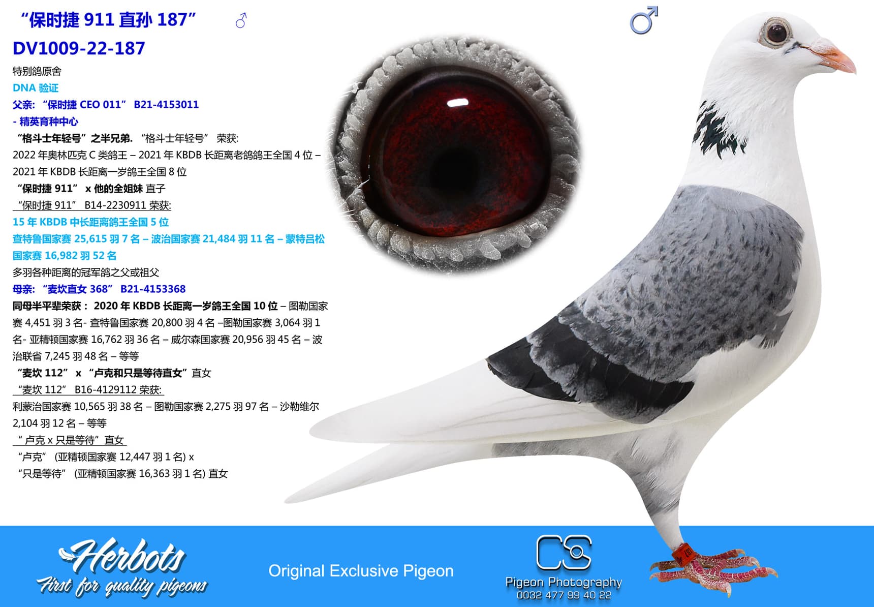 pigeon: “保时捷911直孙187”