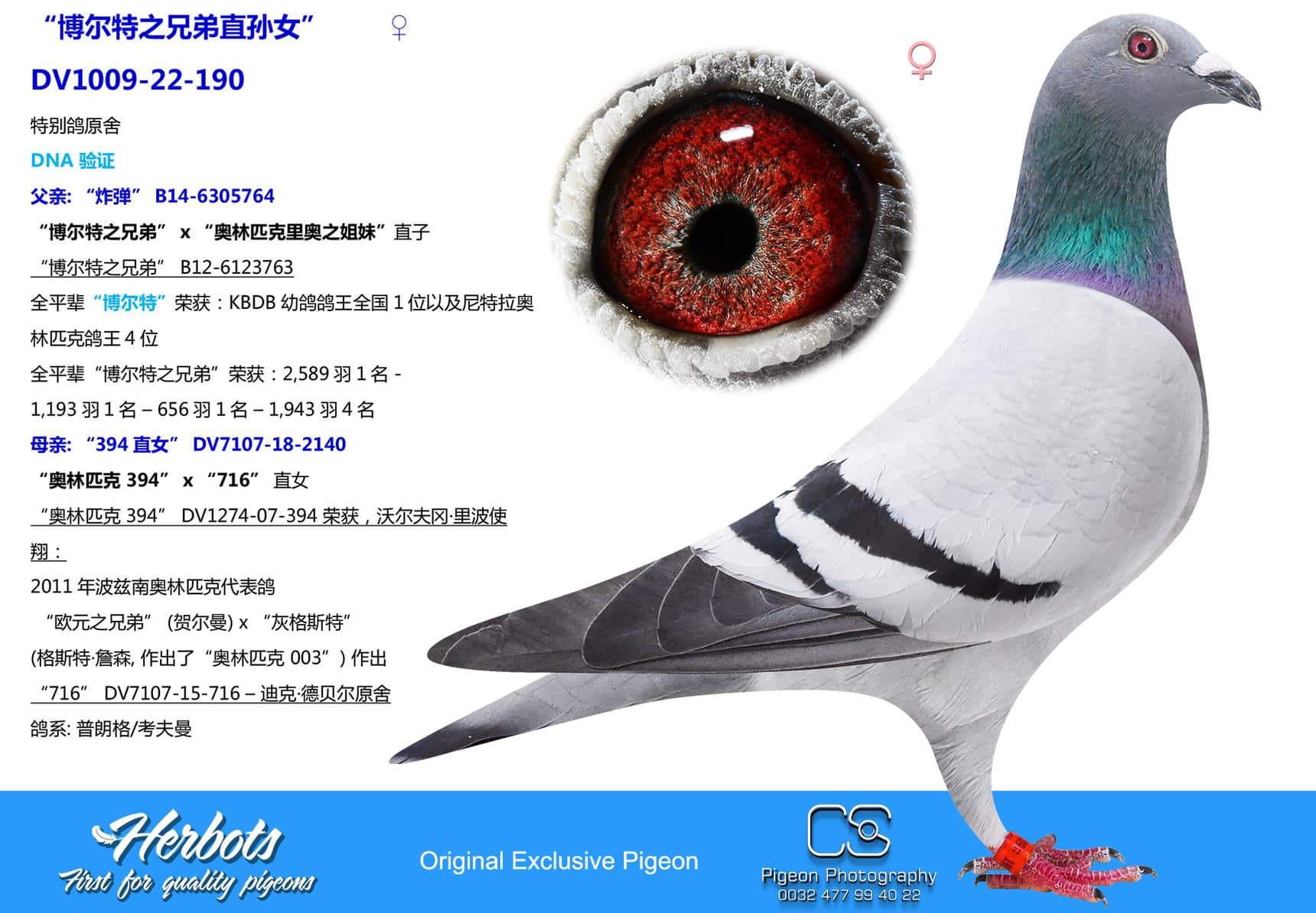 pigeon: undefined
