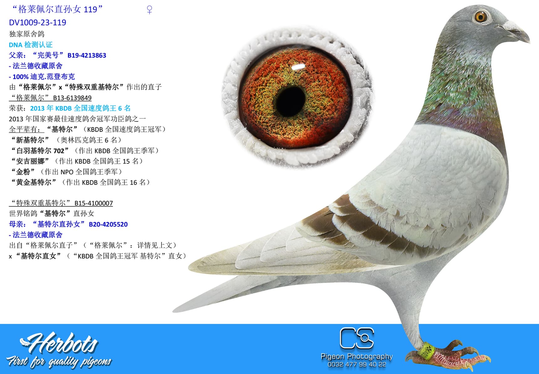 pigeon: undefined
