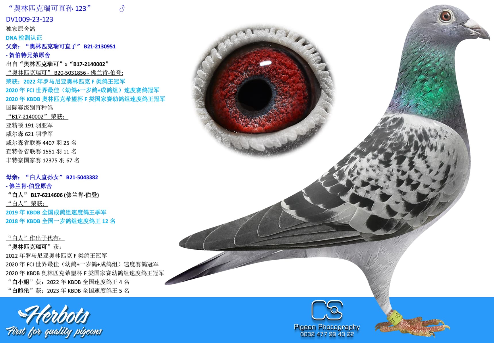 pigeon: undefined