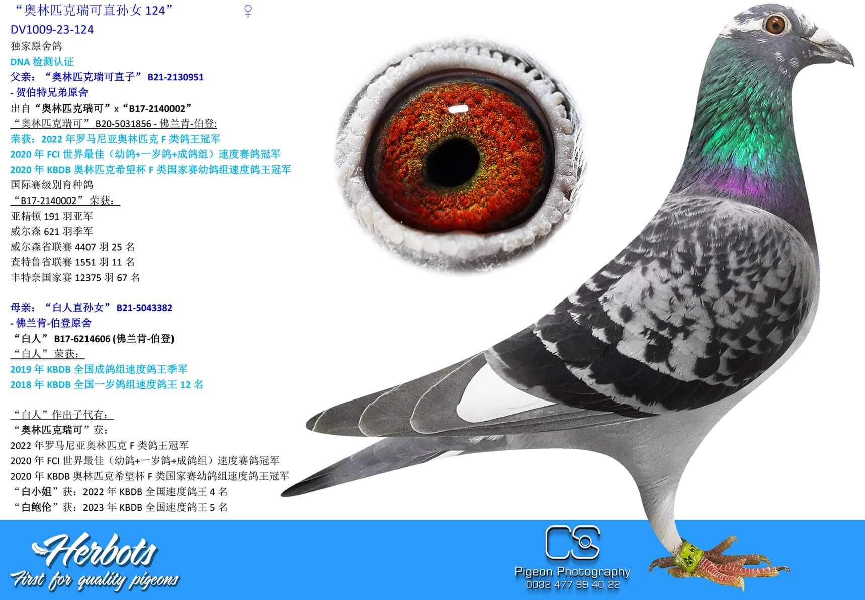 pigeon: “奥林匹克瑞可直孙女124”