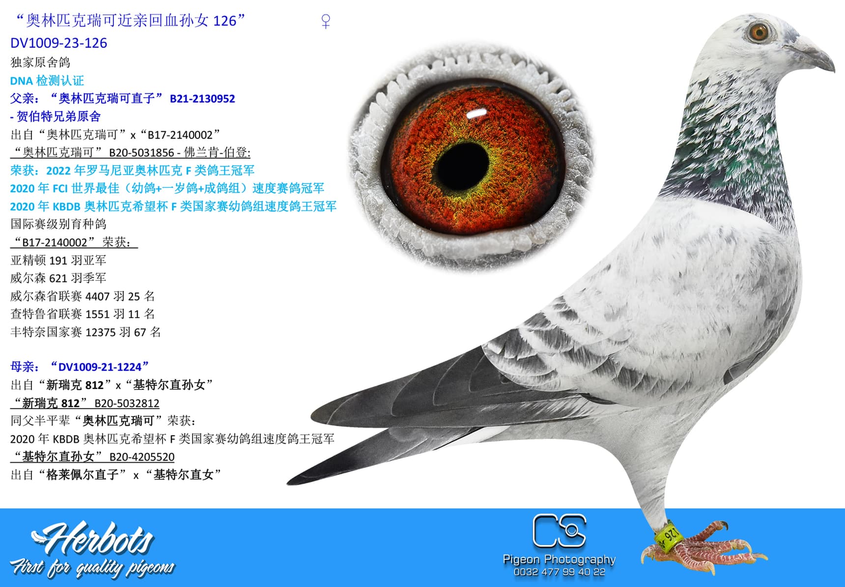 pigeon: “奥林匹克瑞可近亲回血孙女126”