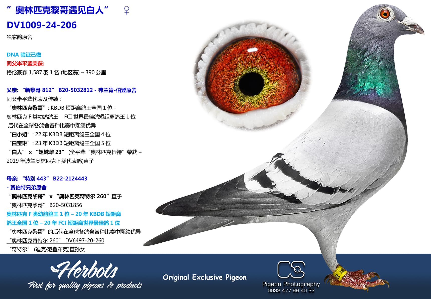 pigeon: undefined