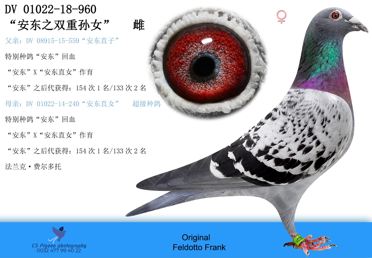 pigeon: 960