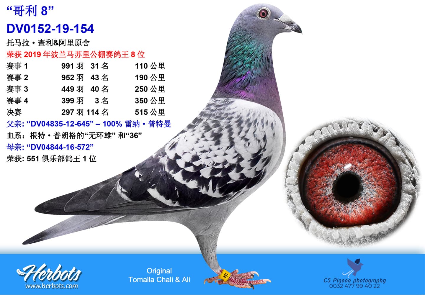 pigeon: undefined