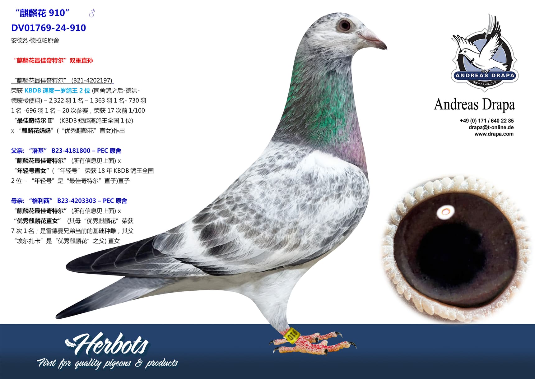 pigeon: undefined