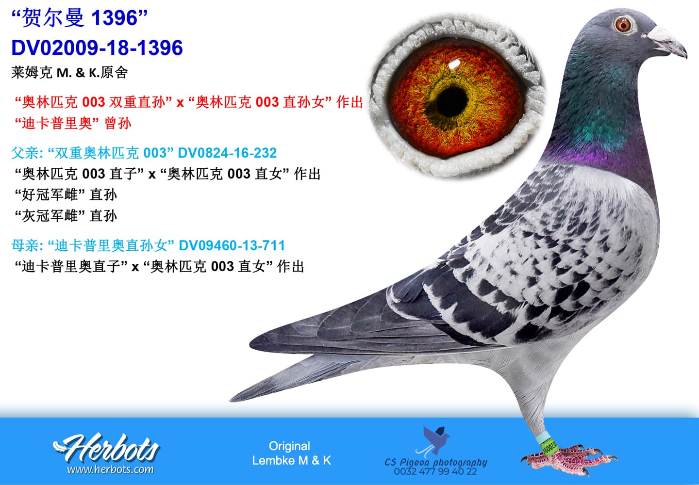 pigeon: “贺尔曼 1396”
