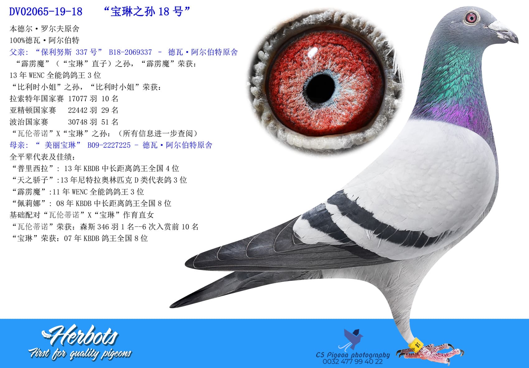 pigeon: undefined