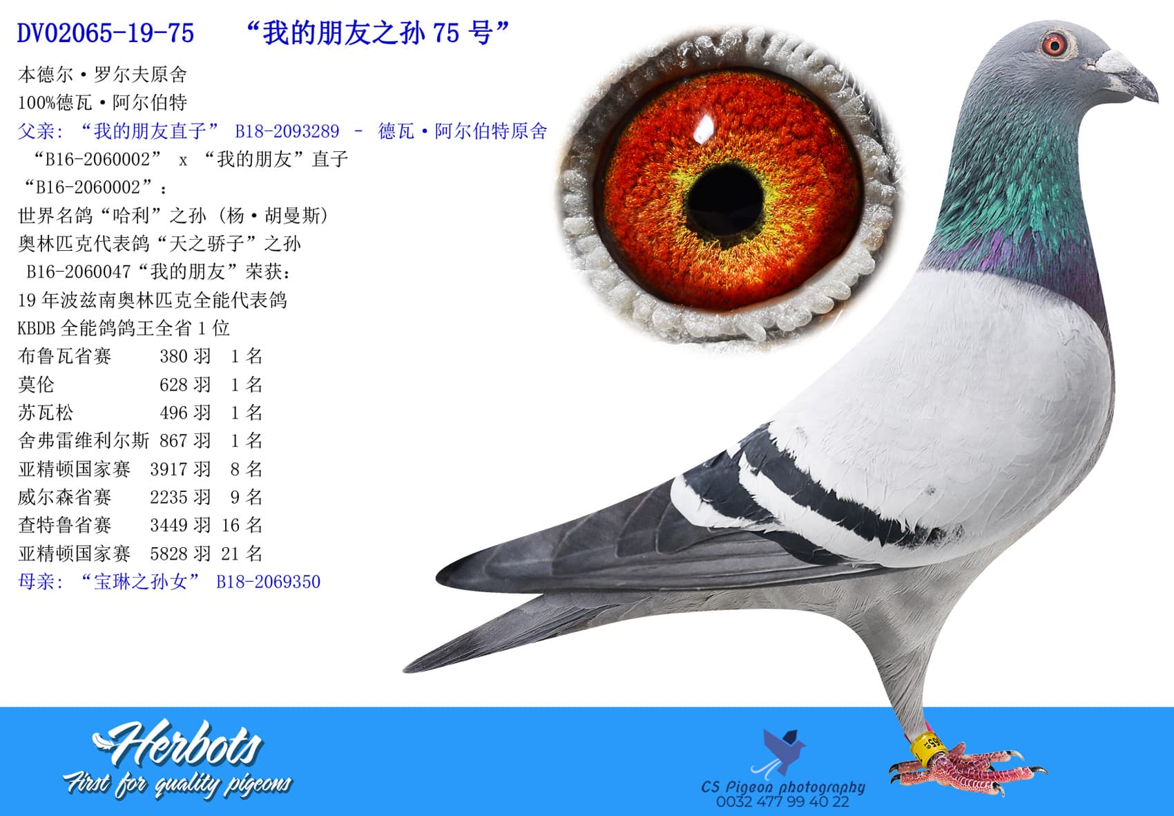 pigeon: undefined