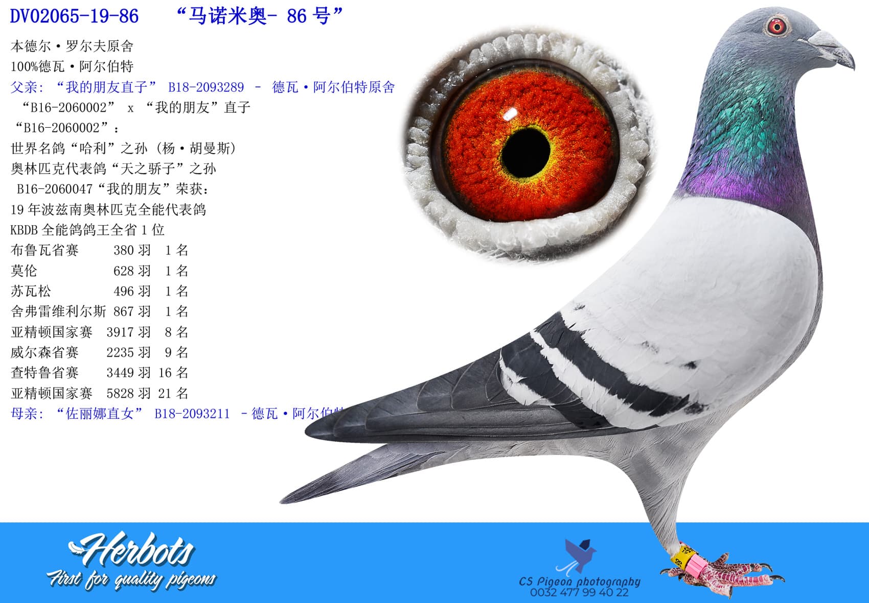 pigeon: undefined
