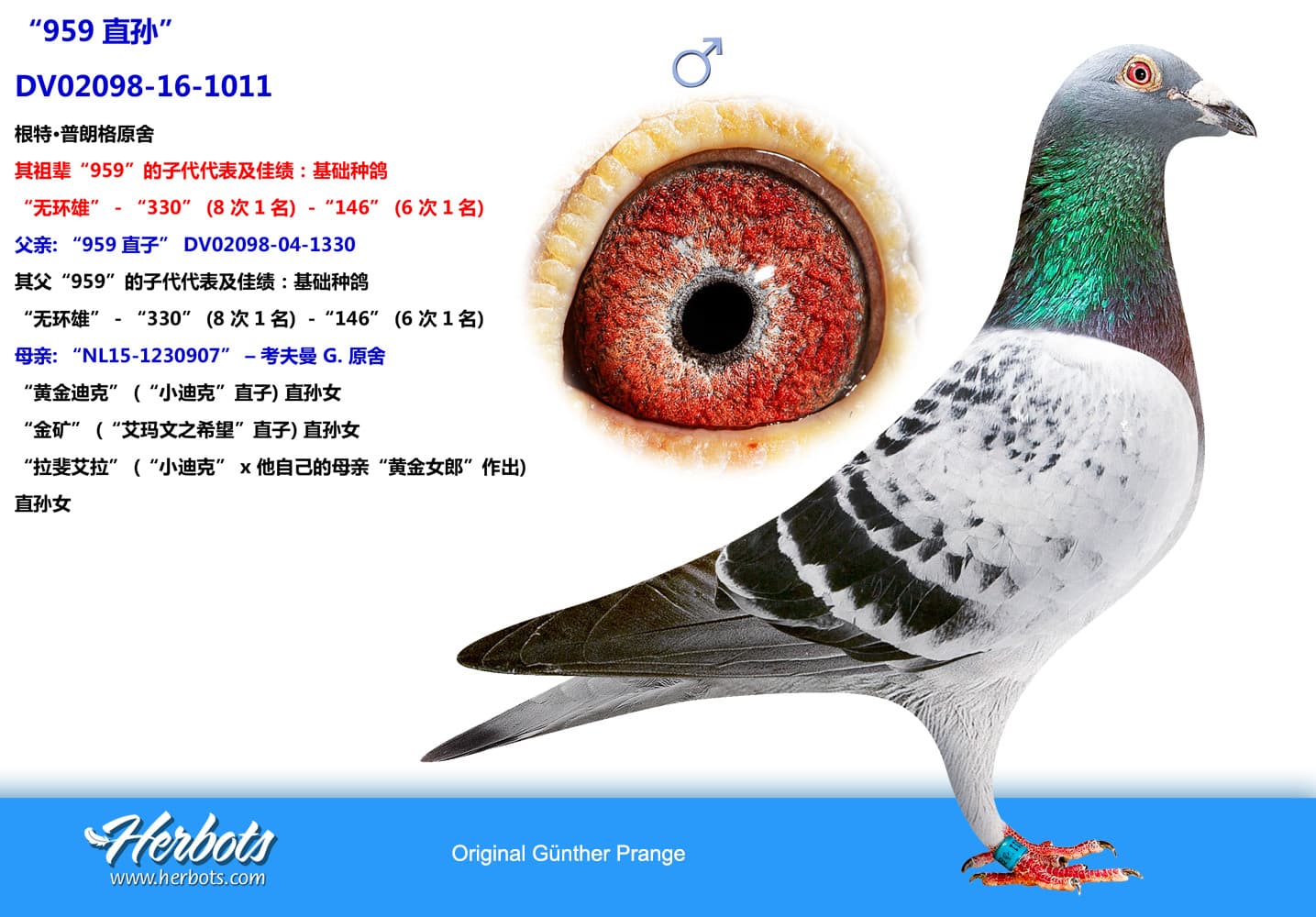 pigeon: undefined