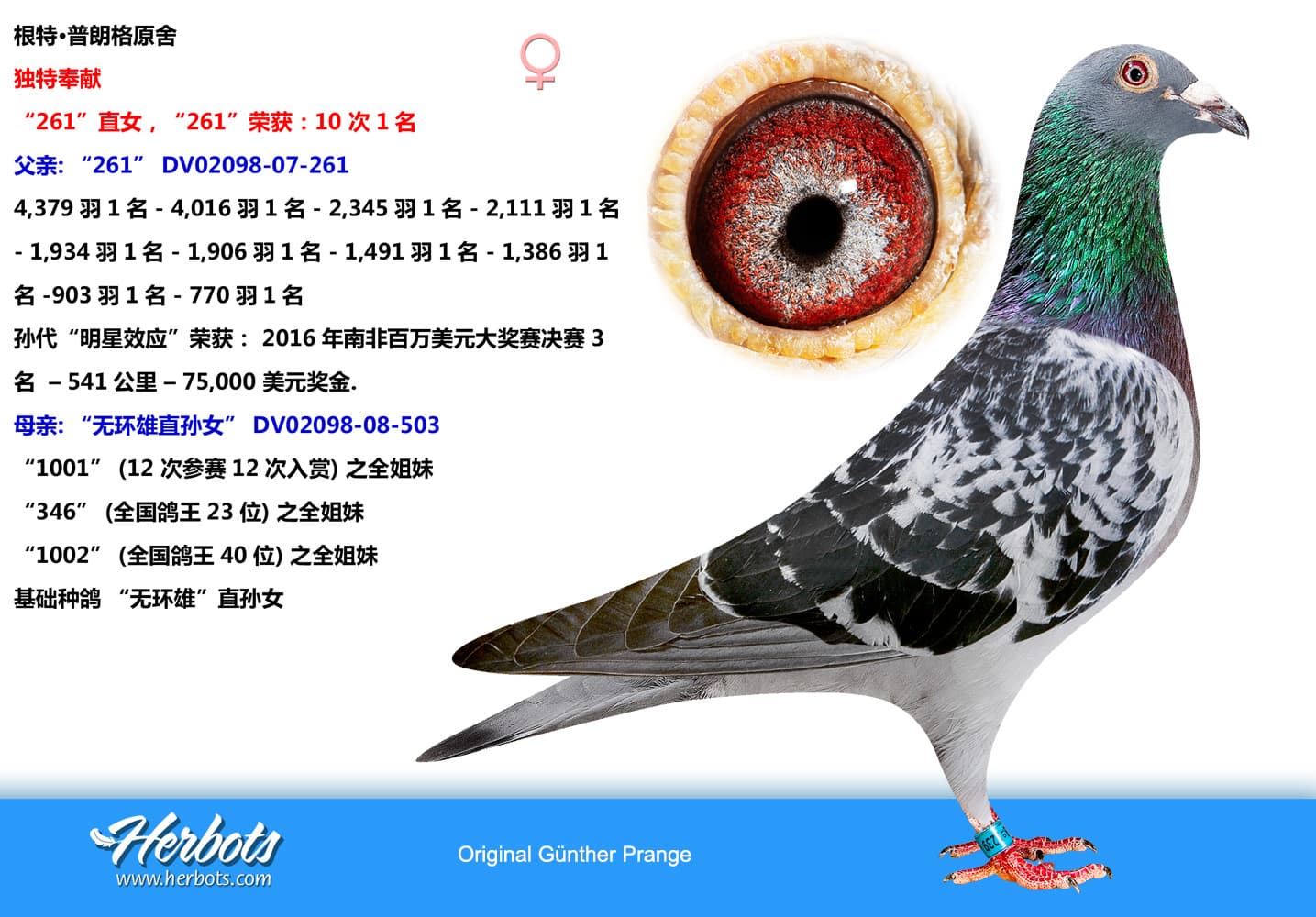 pigeon: “塔帝”