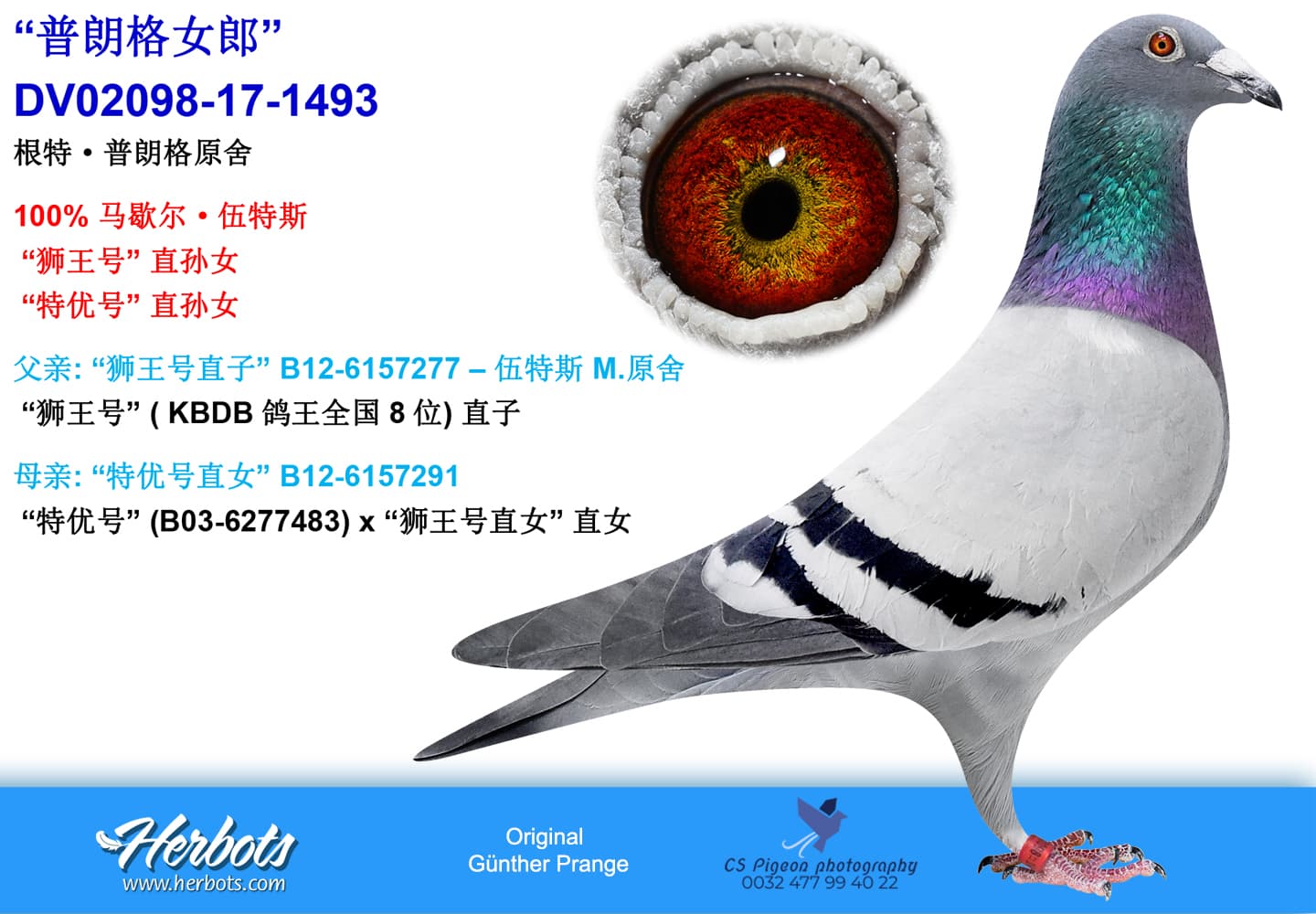 pigeon: “普朗格女郎”