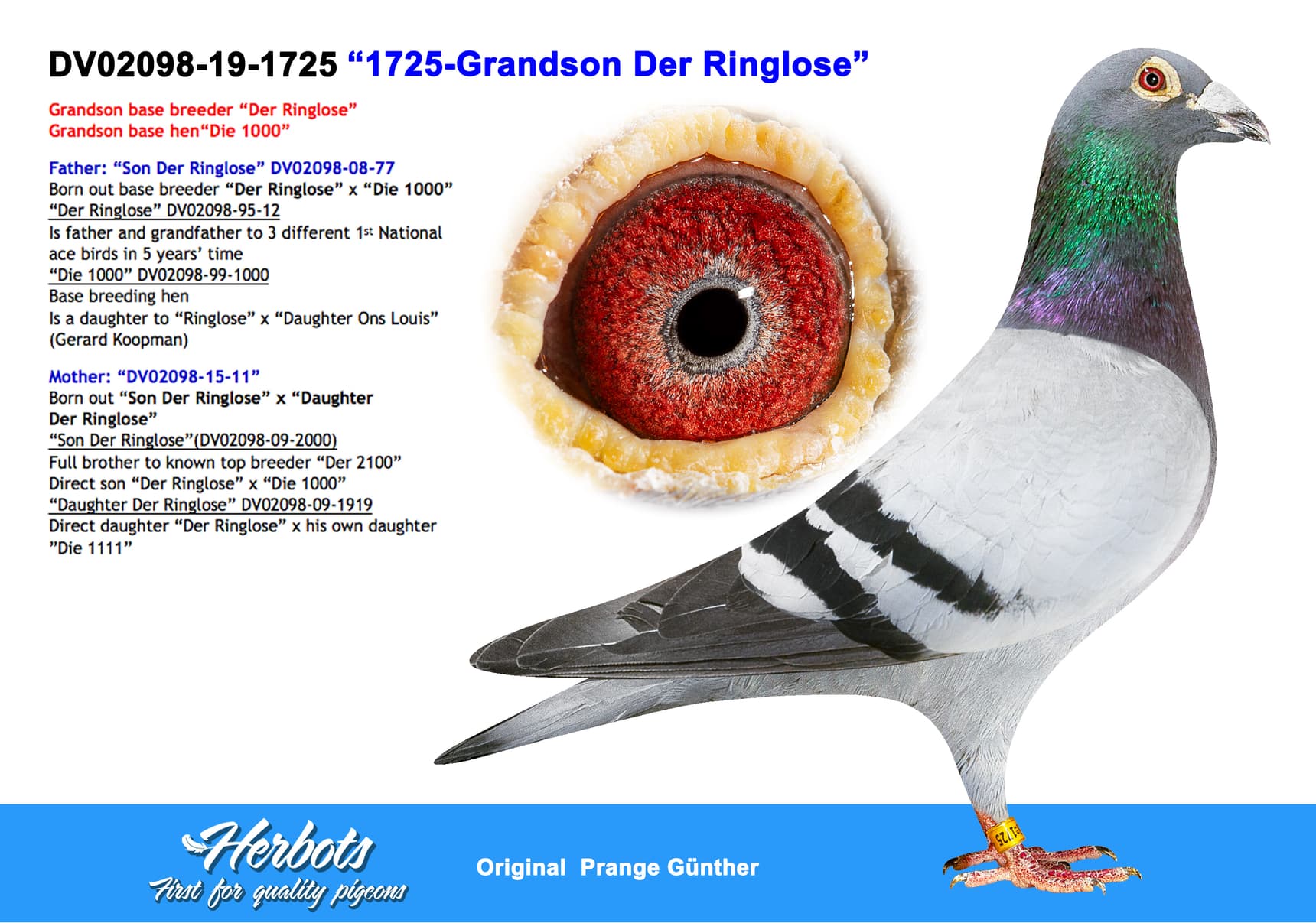 pigeon: undefined