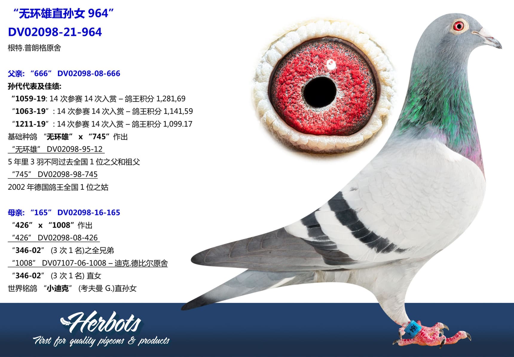 pigeon: “无环雄直孙女964”