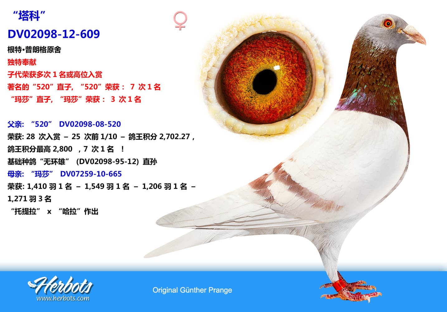 pigeon: “塔科”