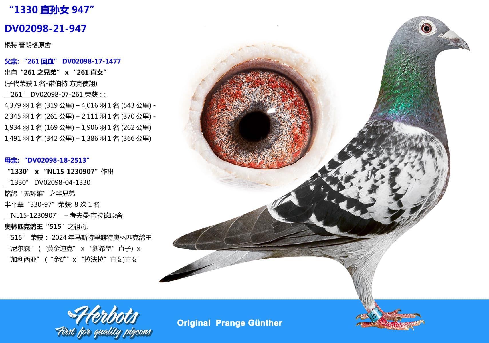 pigeon: undefined