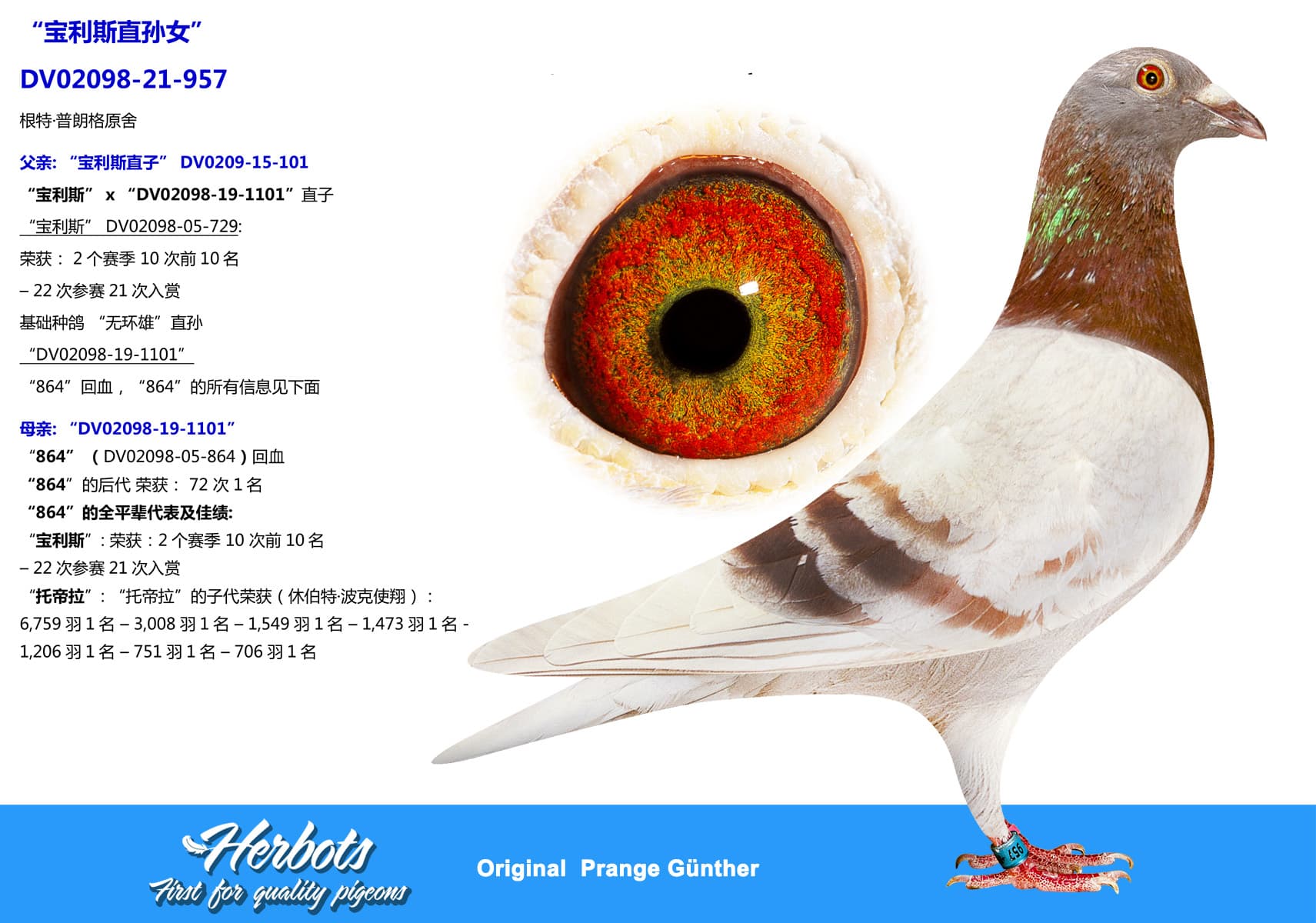 pigeon: “宝利斯直孙女”