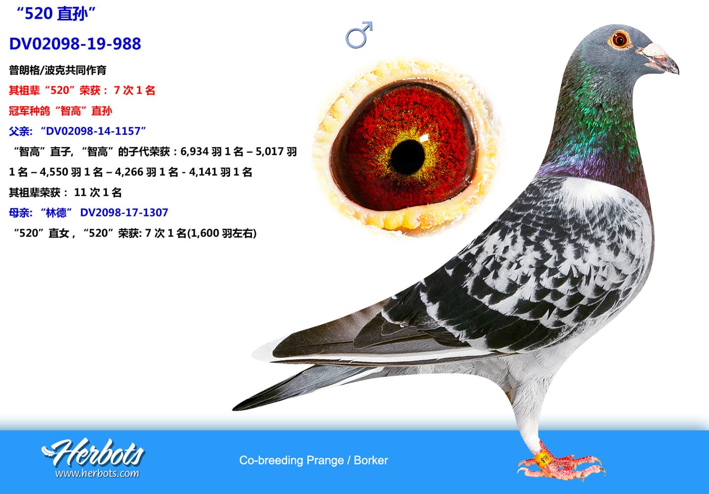 pigeon: undefined