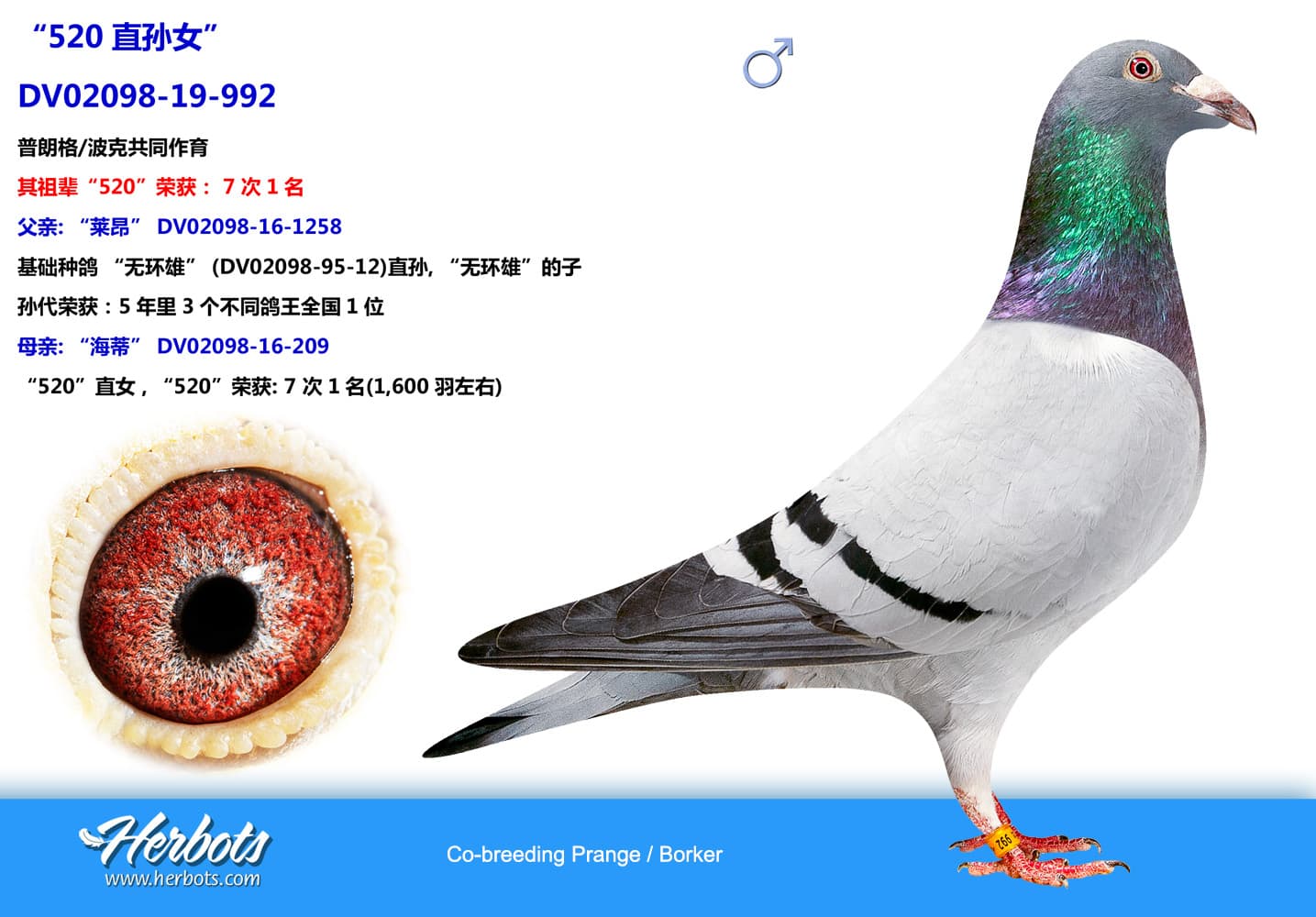 pigeon: undefined