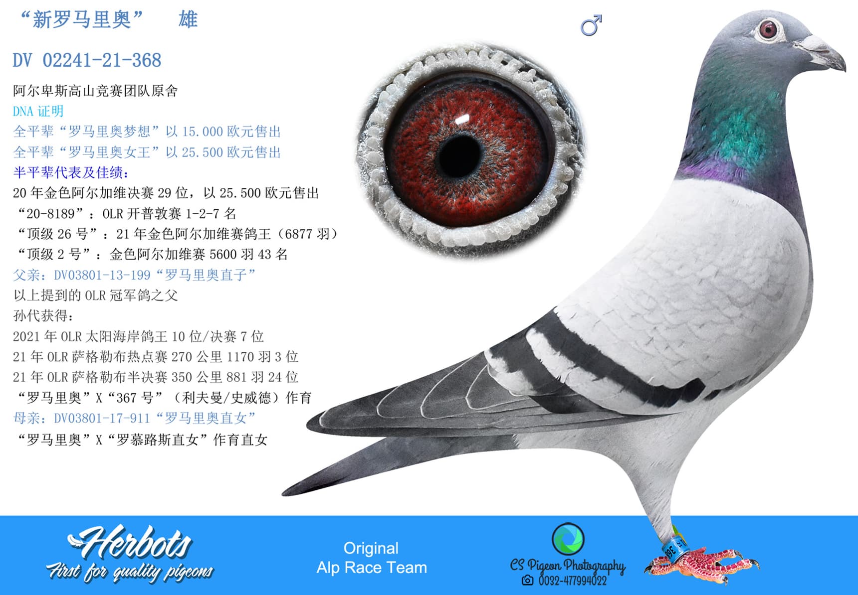 pigeon: undefined