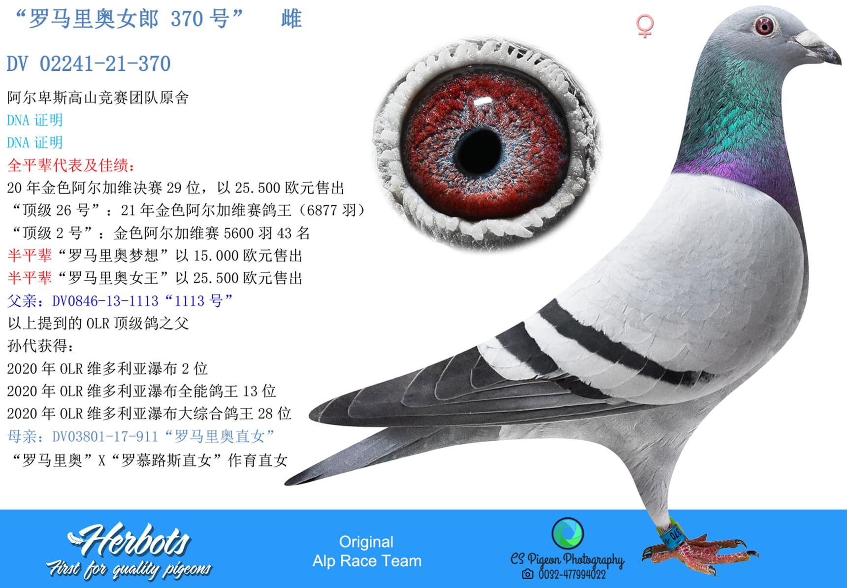 pigeon: undefined