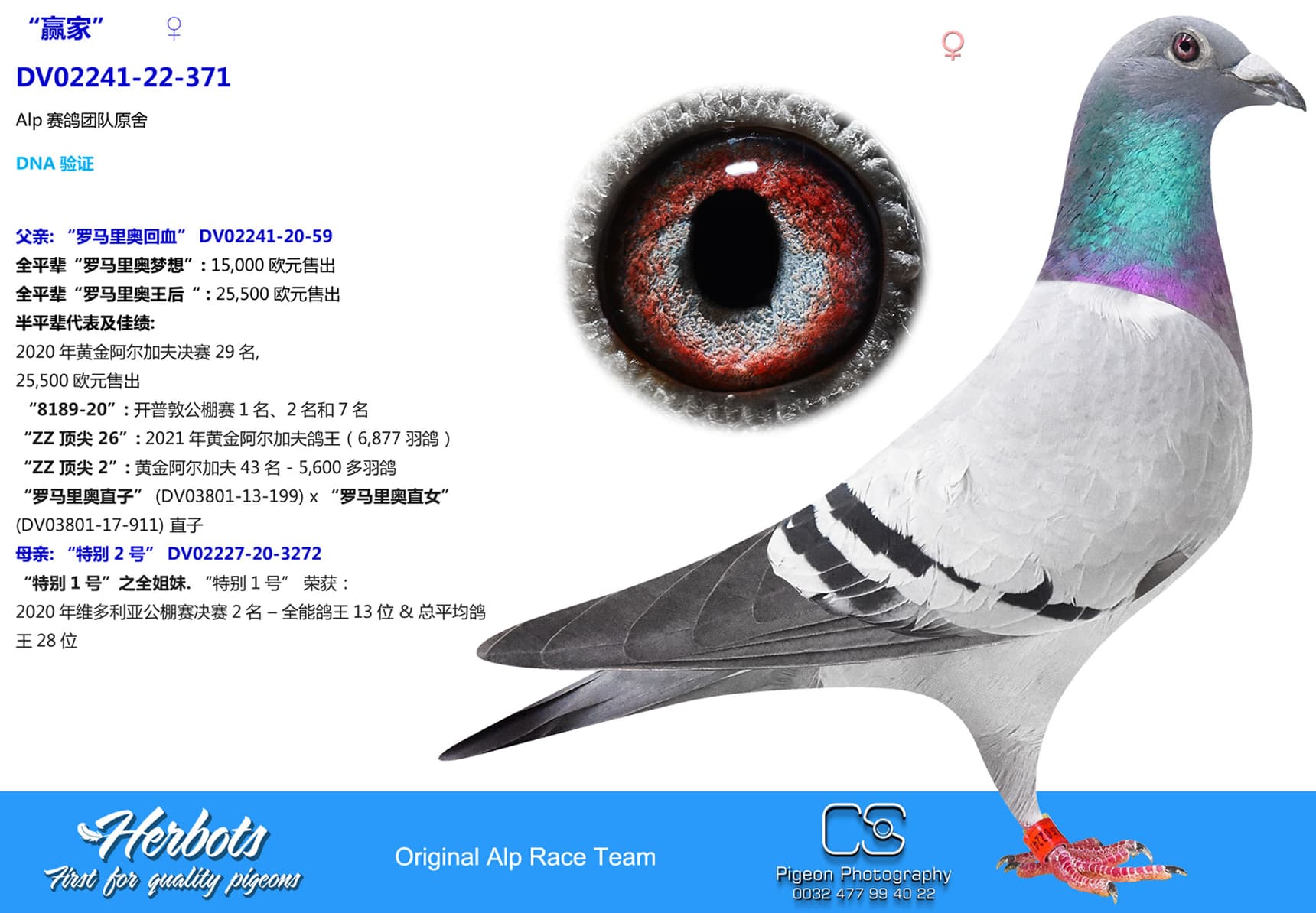 pigeon: “赢家”