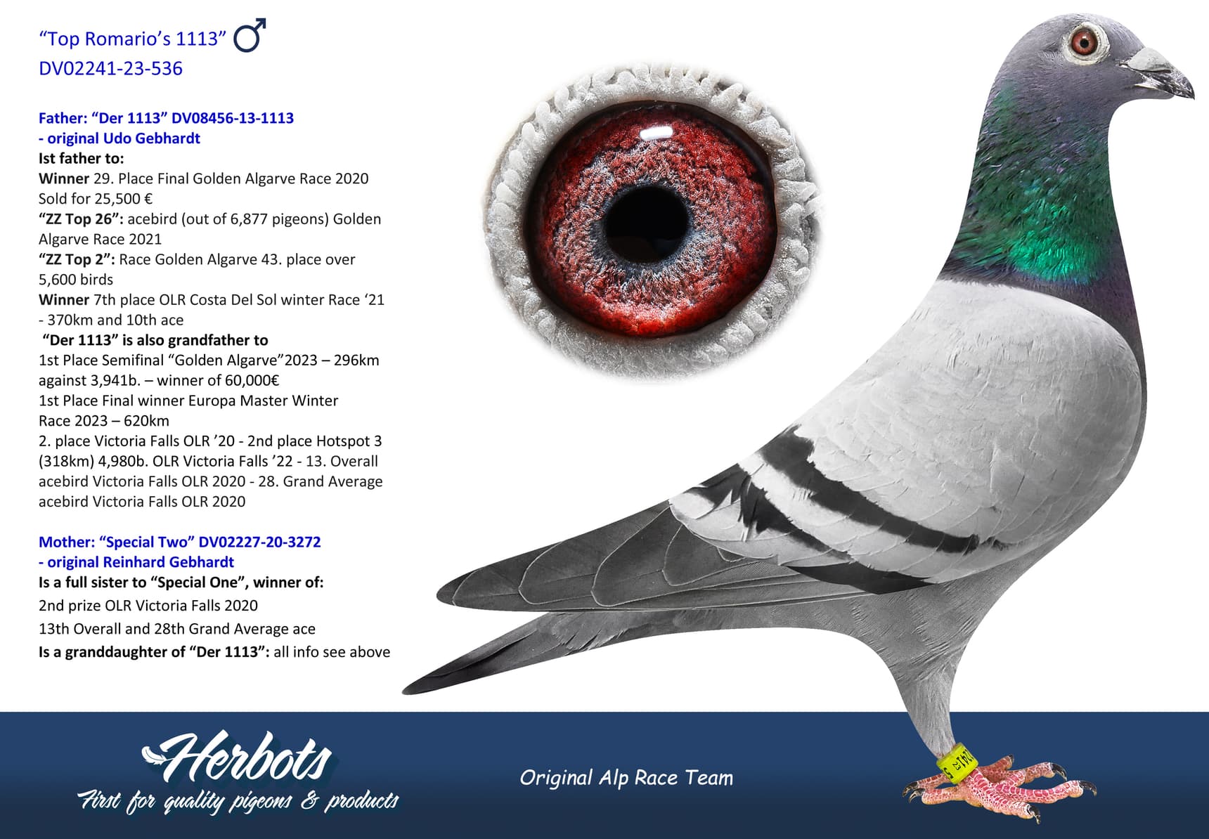 pigeon: undefined