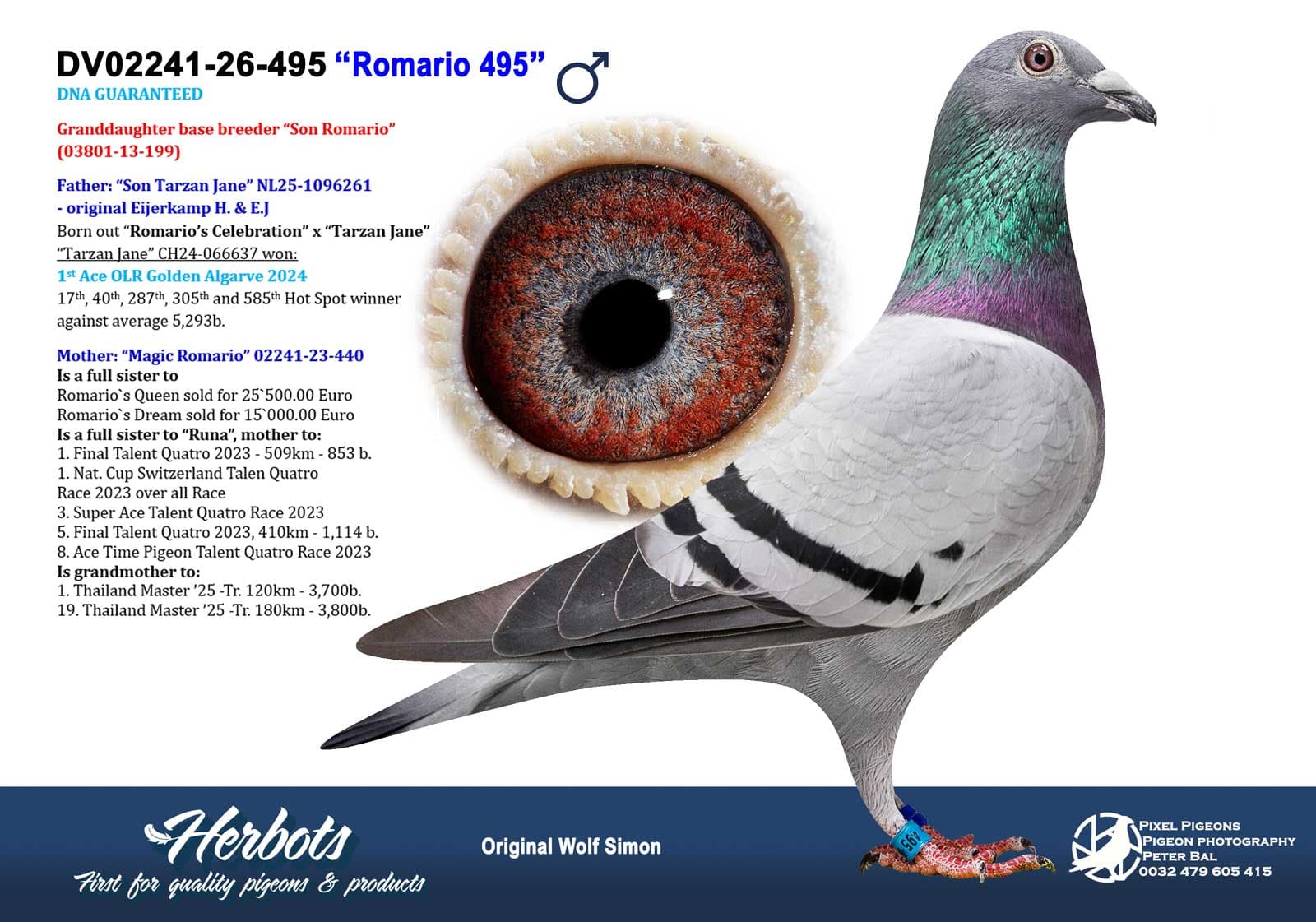 pigeon: undefined