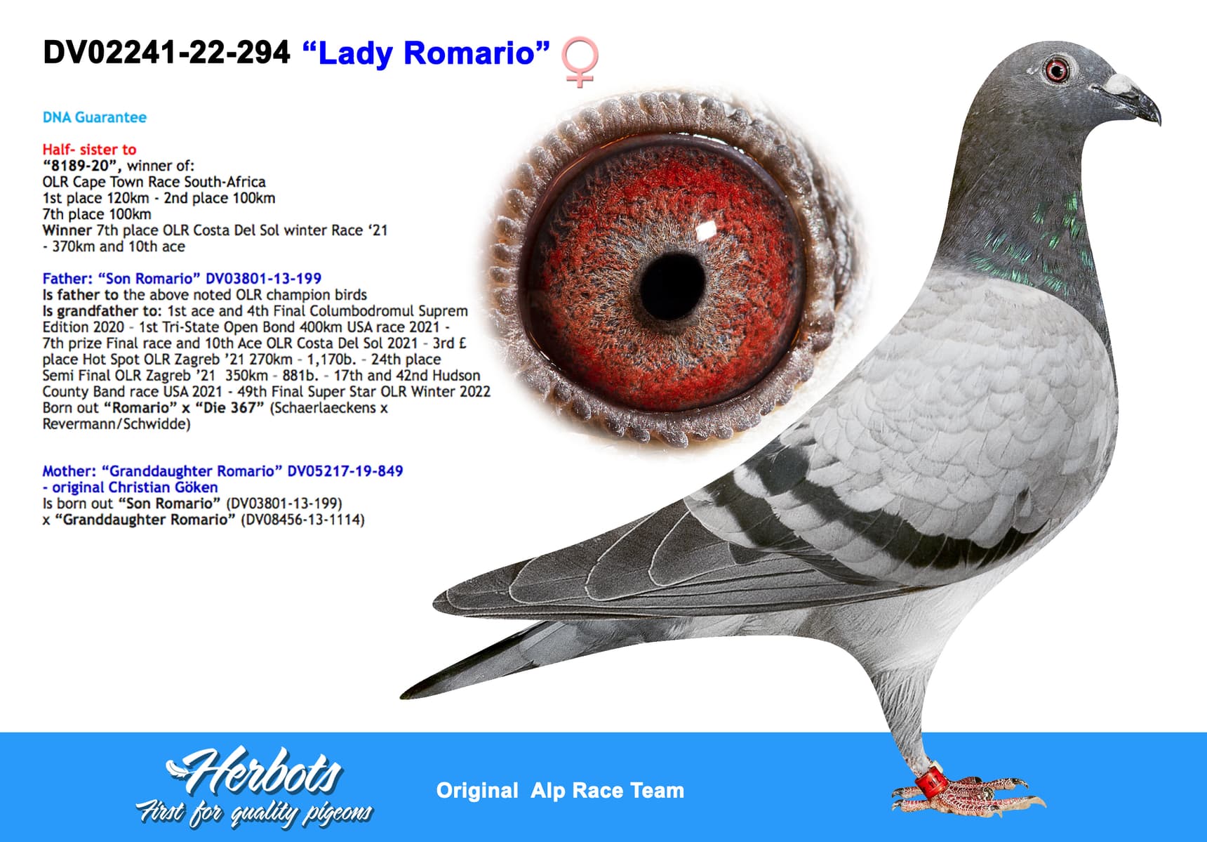 pigeon: “Lady Romario”
