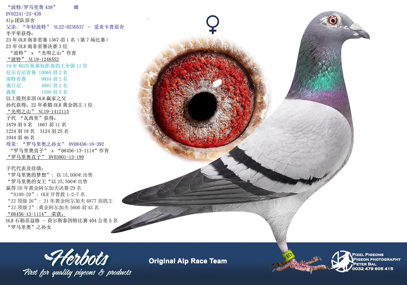pigeon: “波特/罗马里奥438”