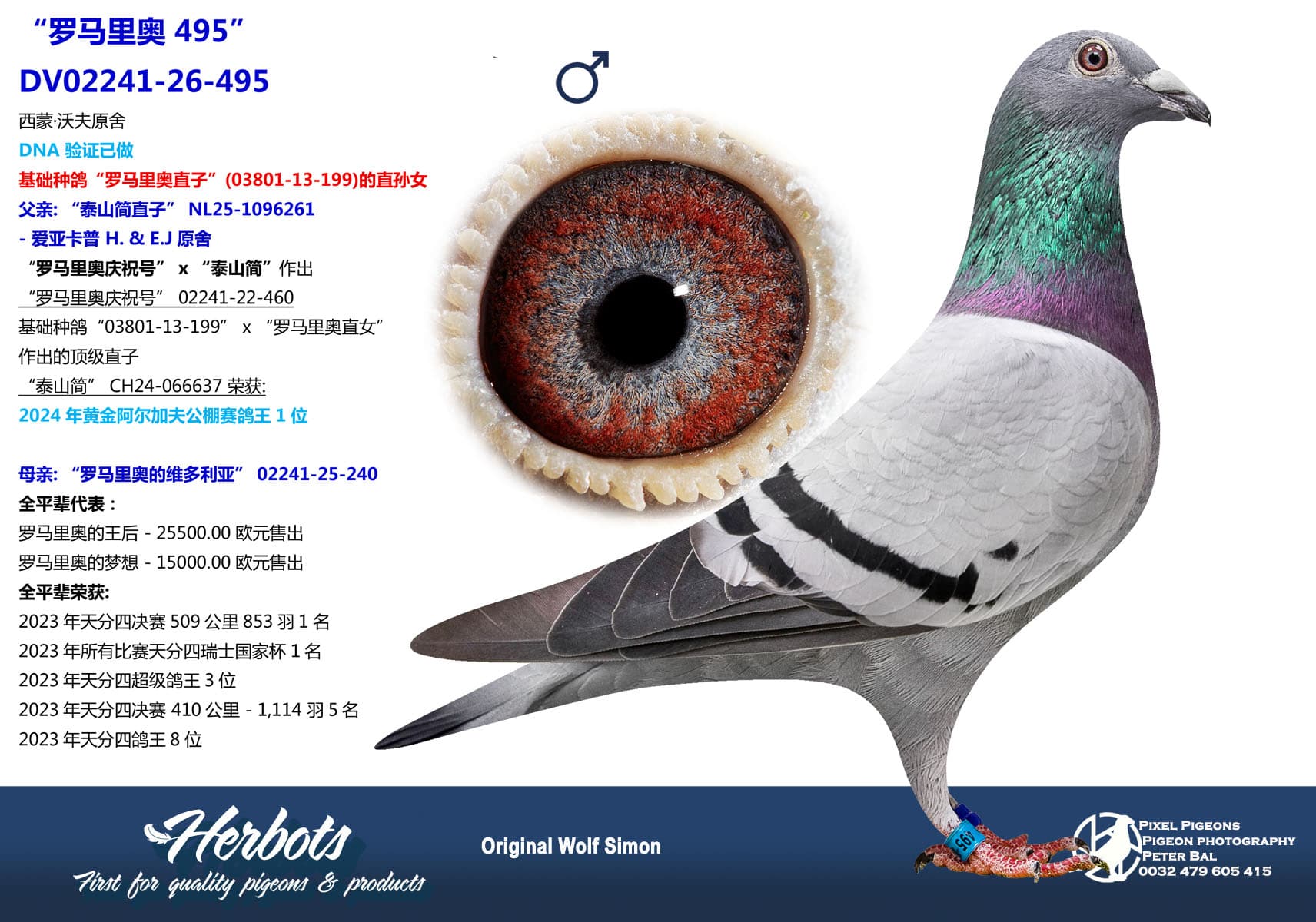 pigeon: undefined