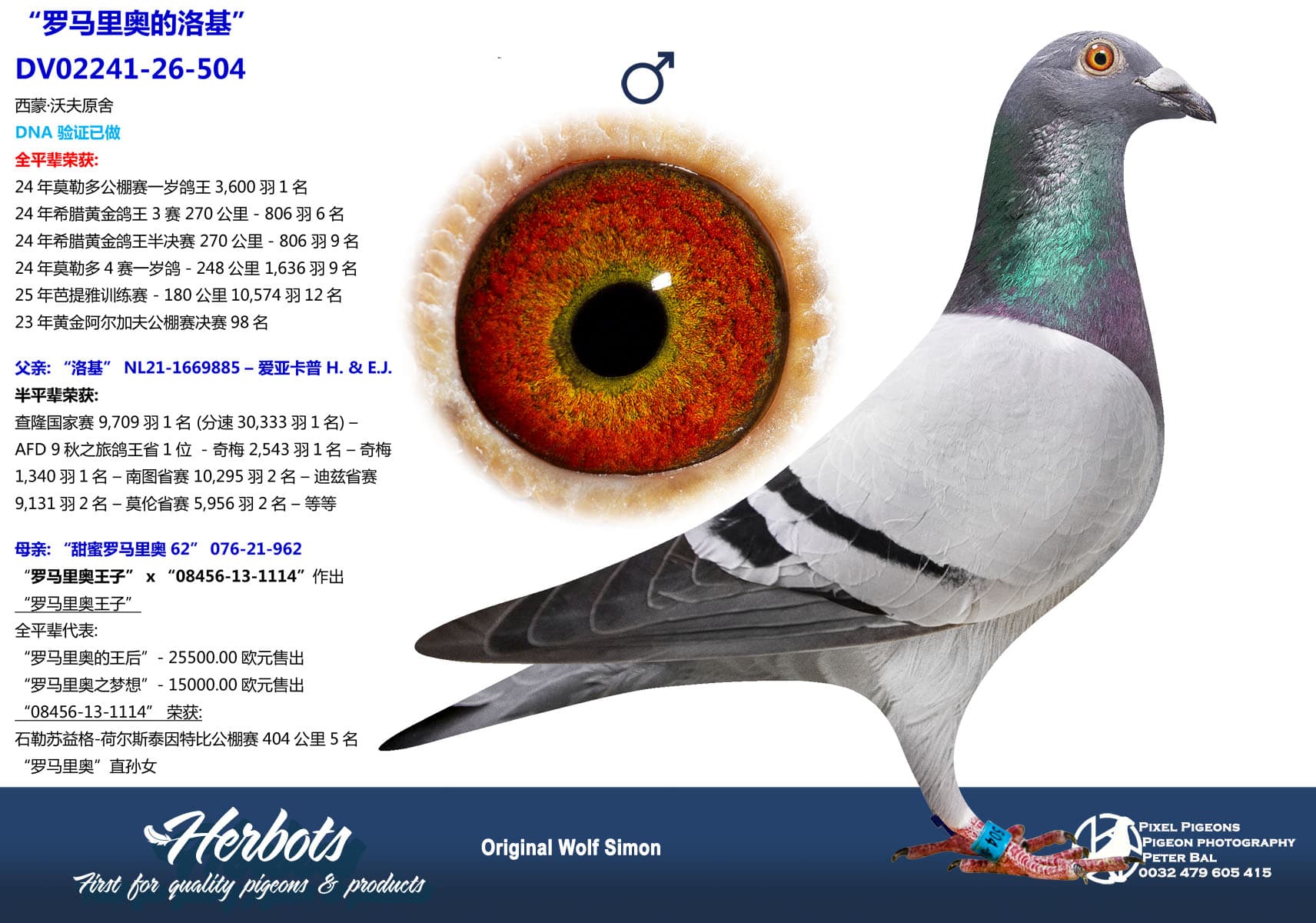 pigeon: undefined