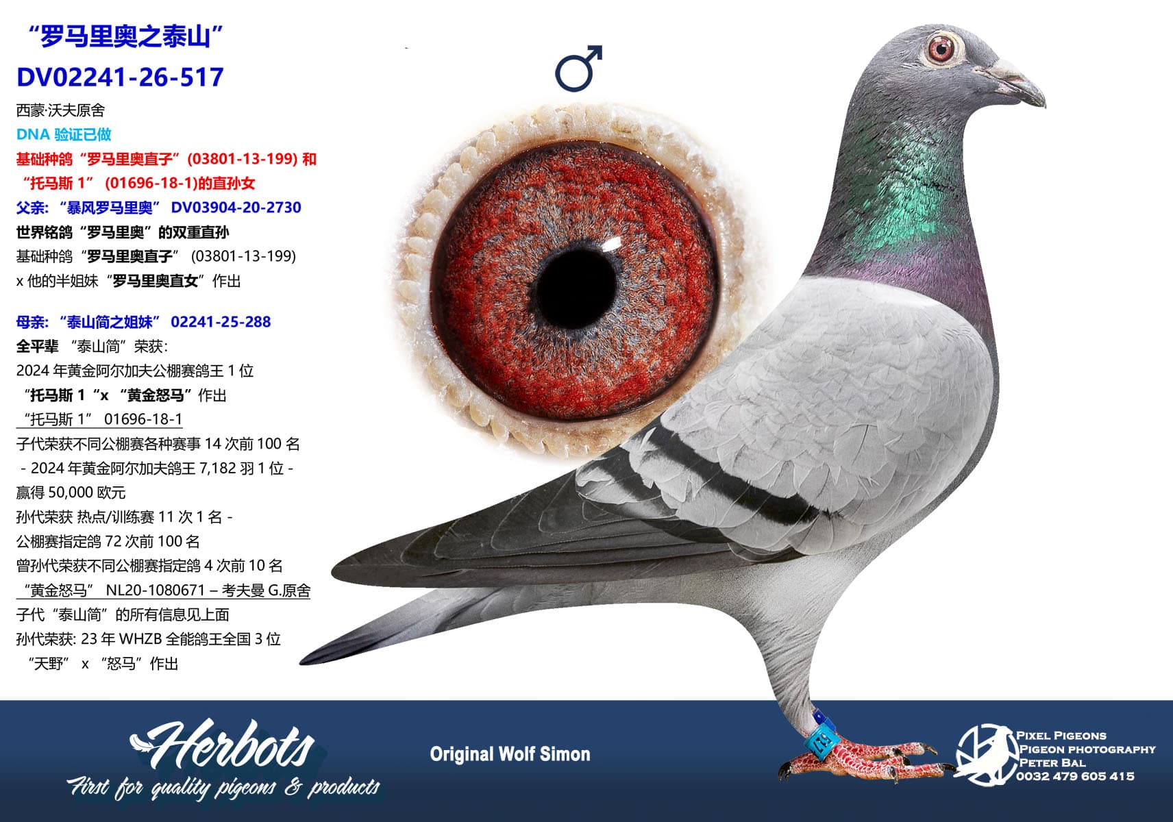 pigeon: undefined
