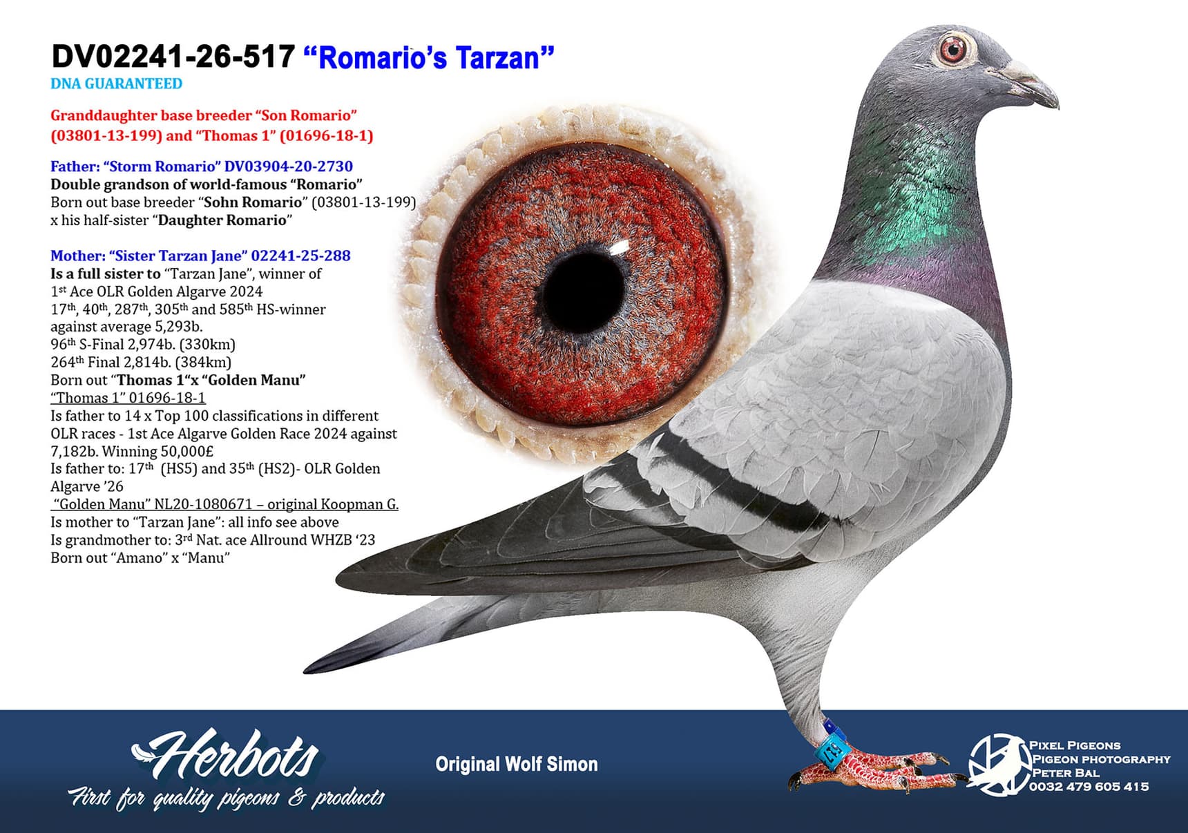 pigeon: undefined