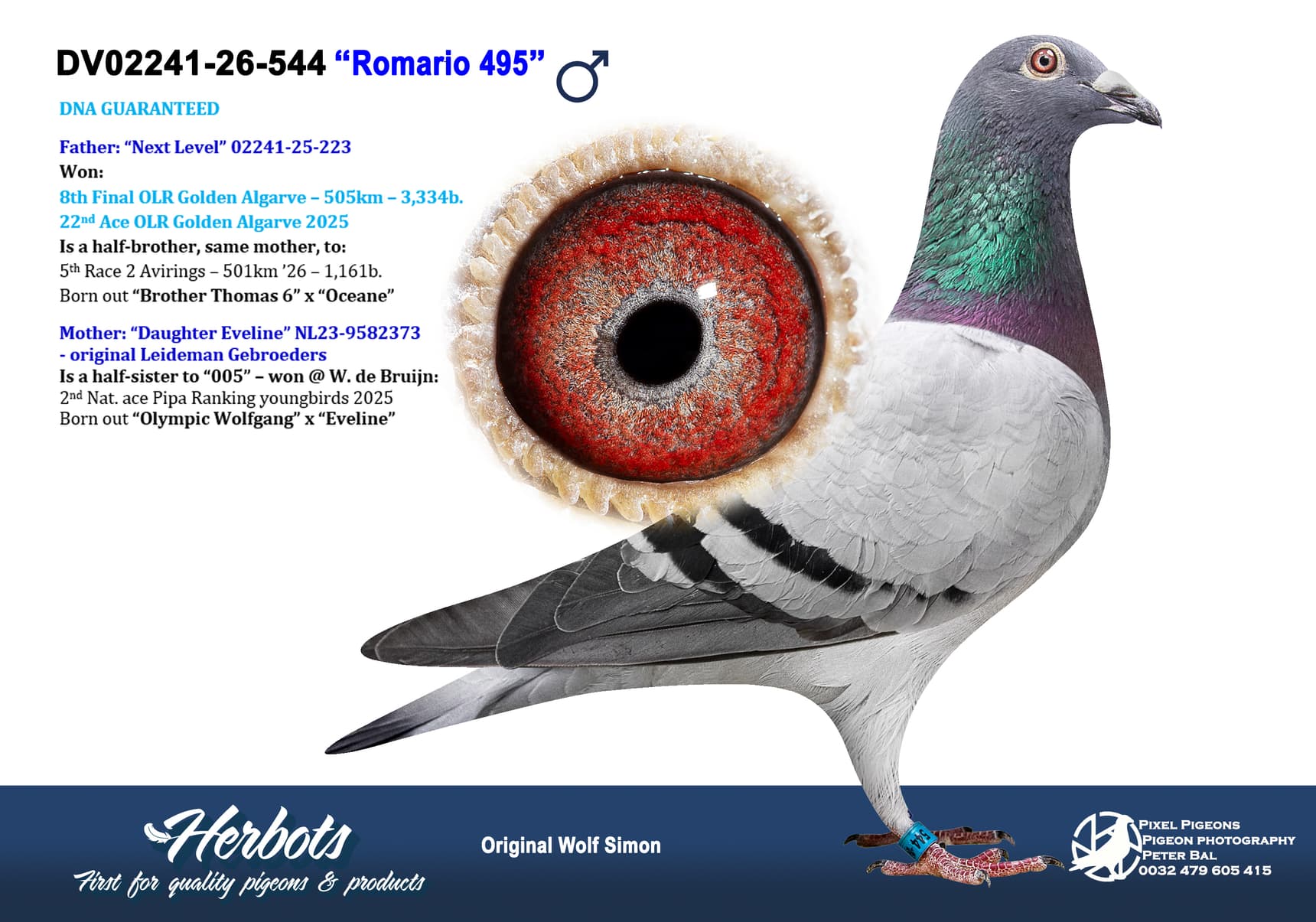 pigeon: undefined