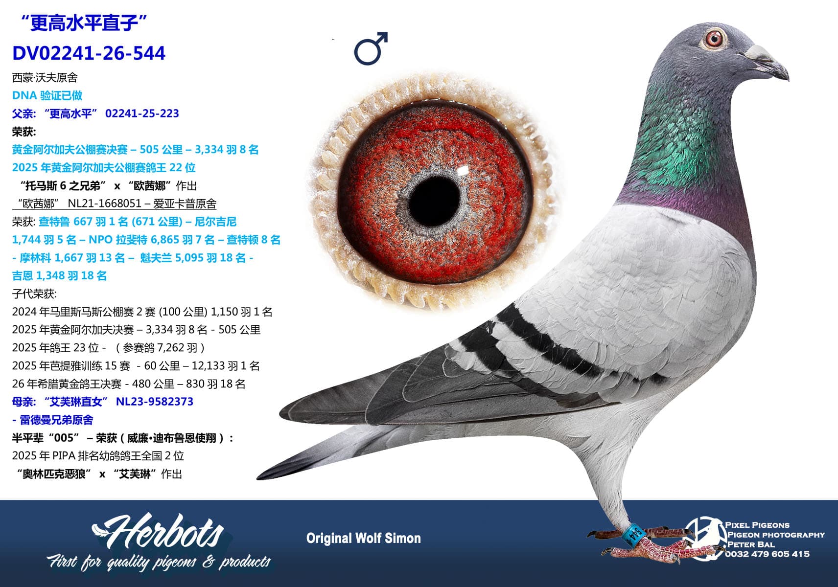 pigeon: undefined
