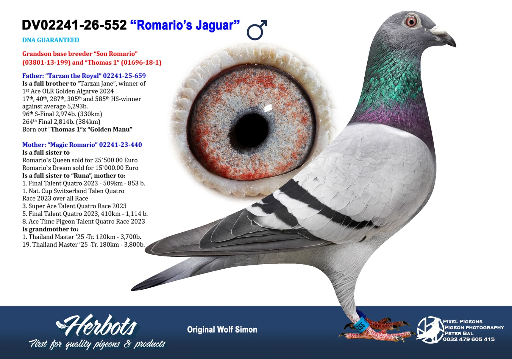 pigeon: undefined
