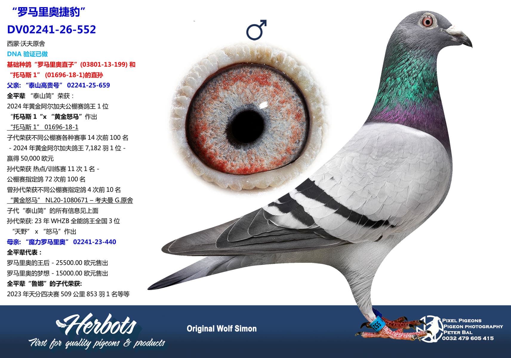 pigeon: undefined