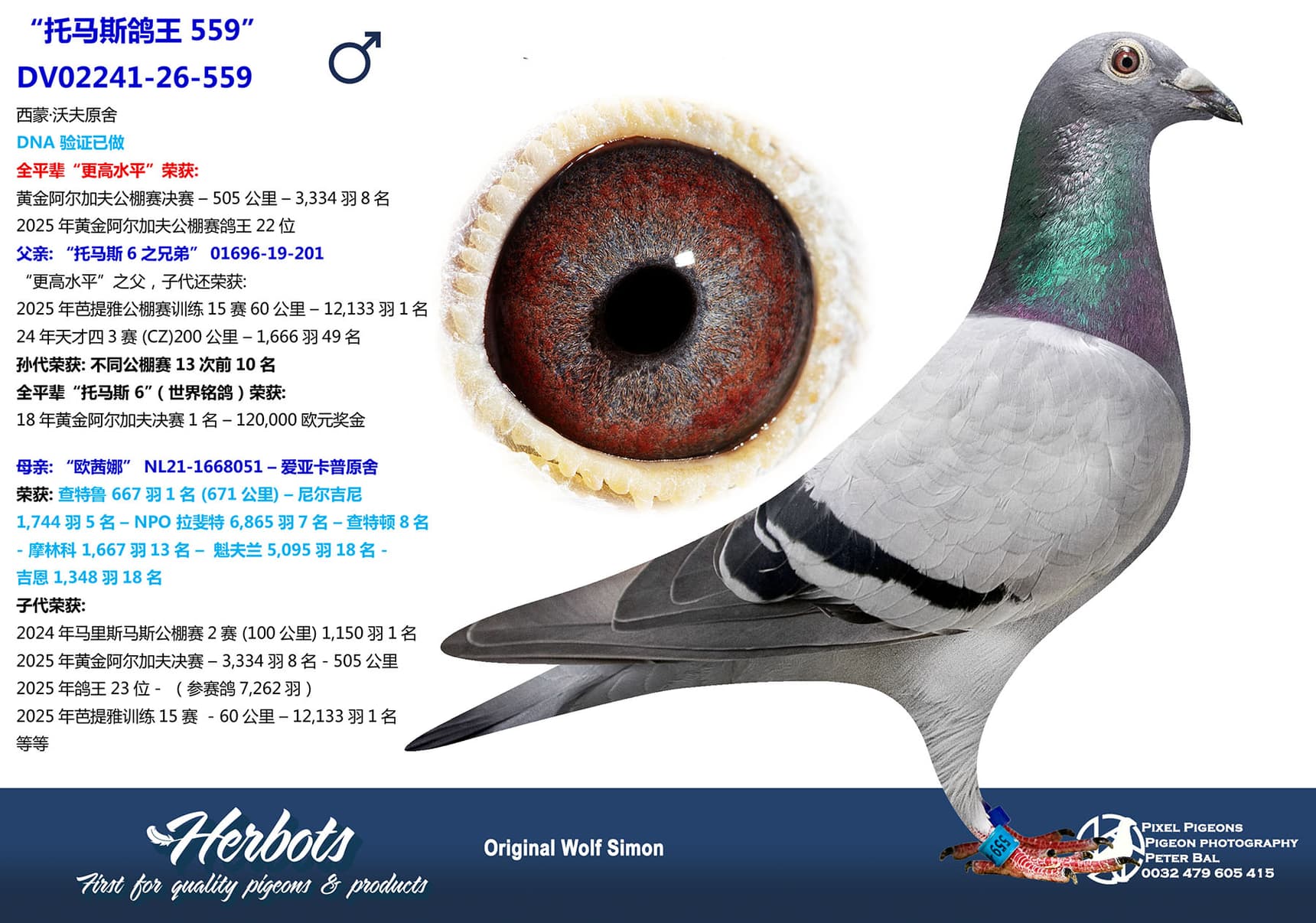 pigeon: undefined