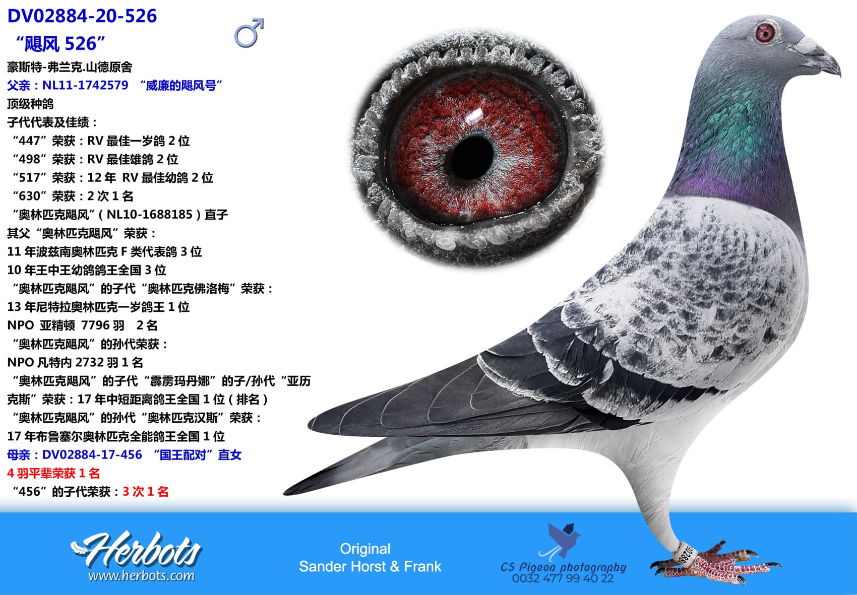 pigeon: Hurricane 526