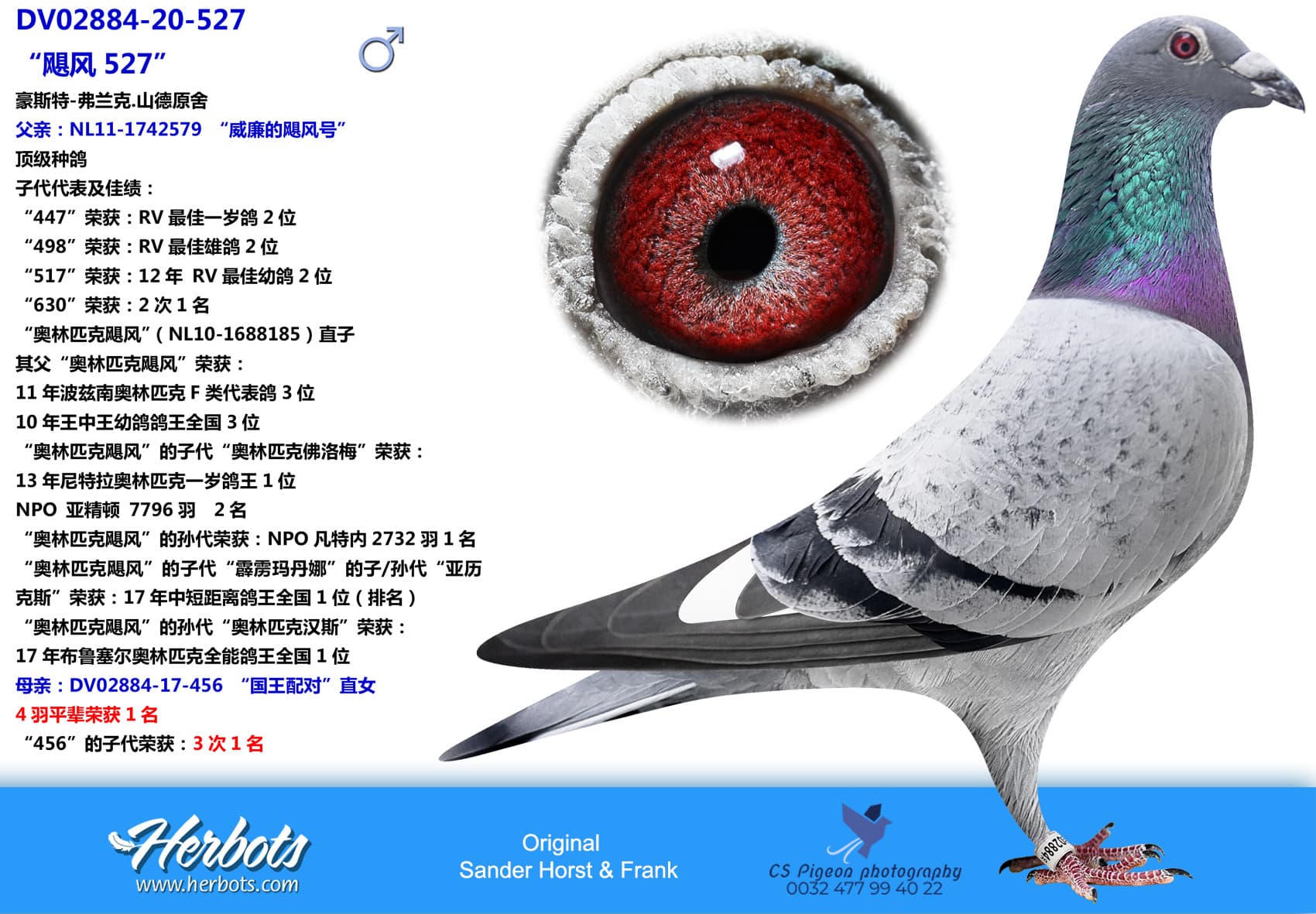 pigeon: Hurricane 527