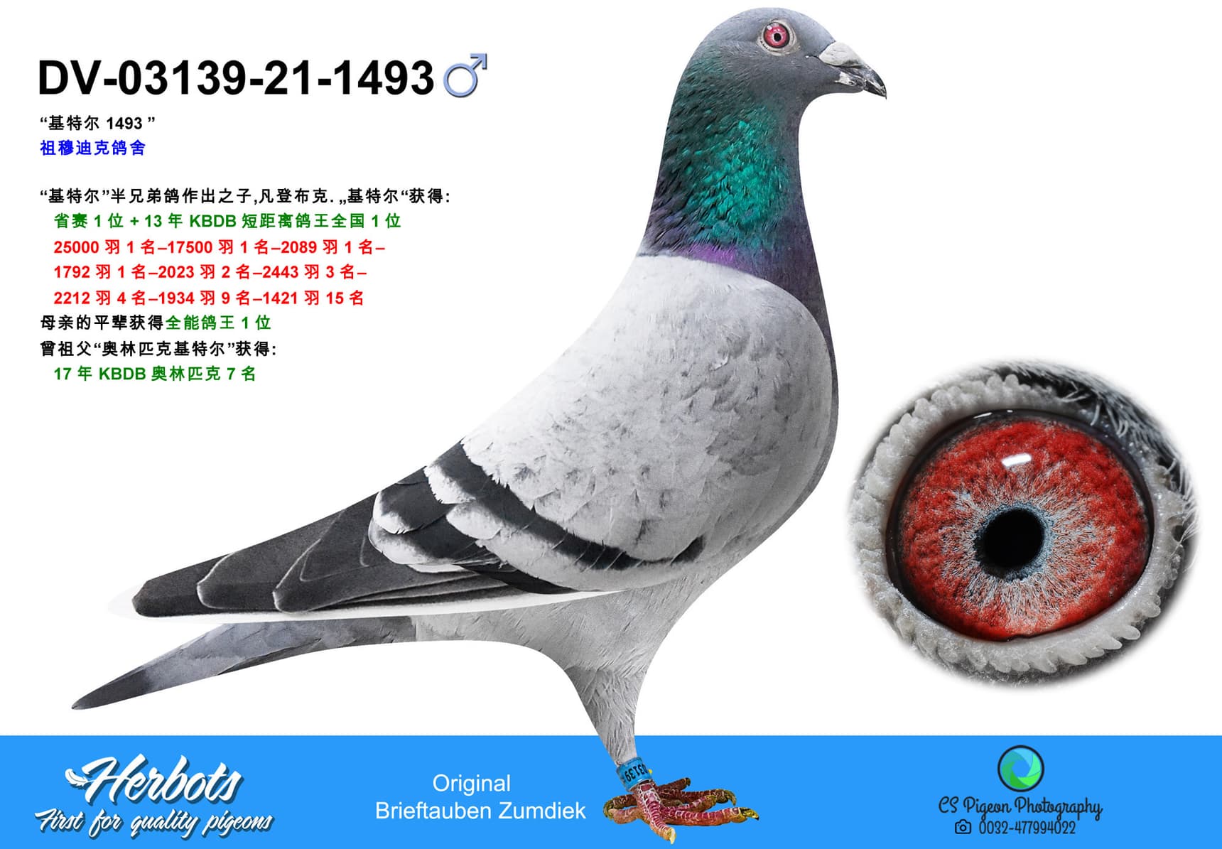 pigeon: undefined
