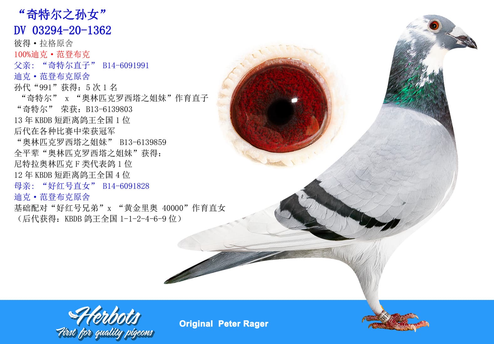 pigeon: undefined