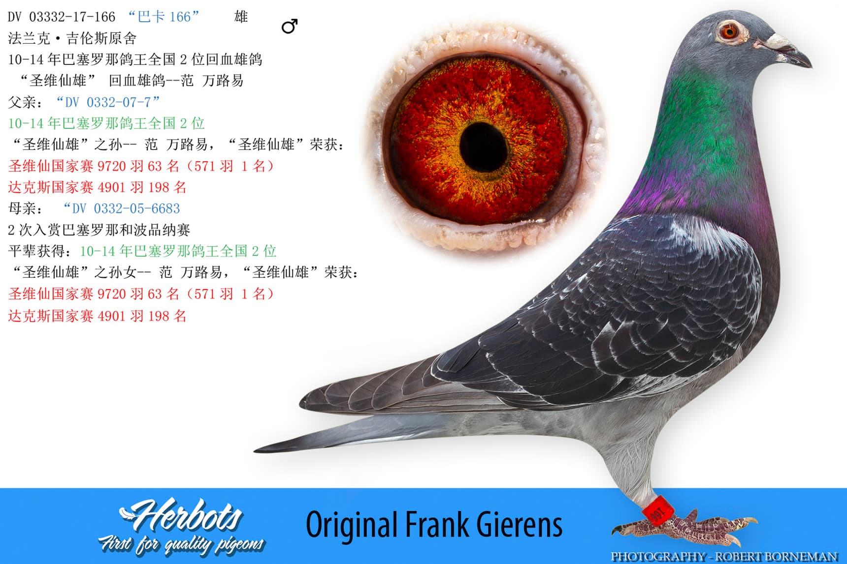 pigeon: undefined