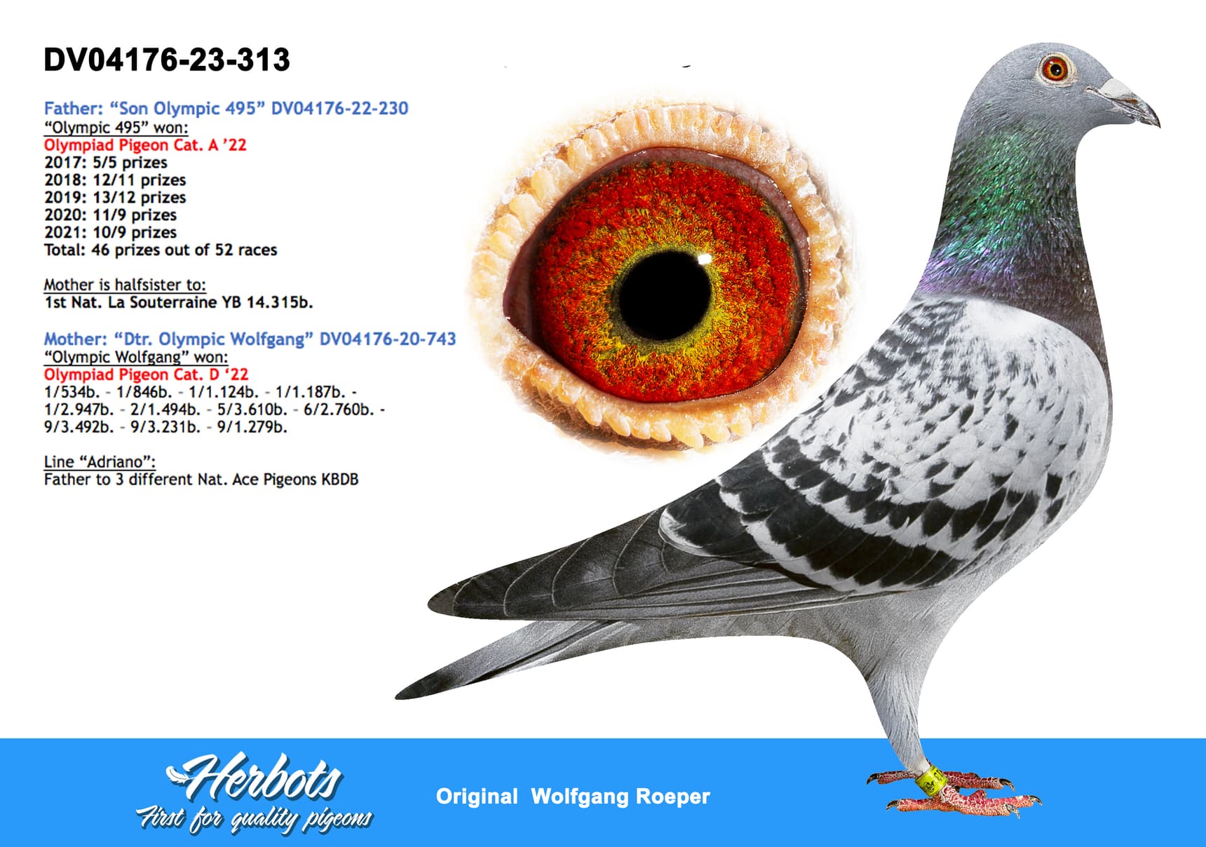 pigeon: "Roeper 313"