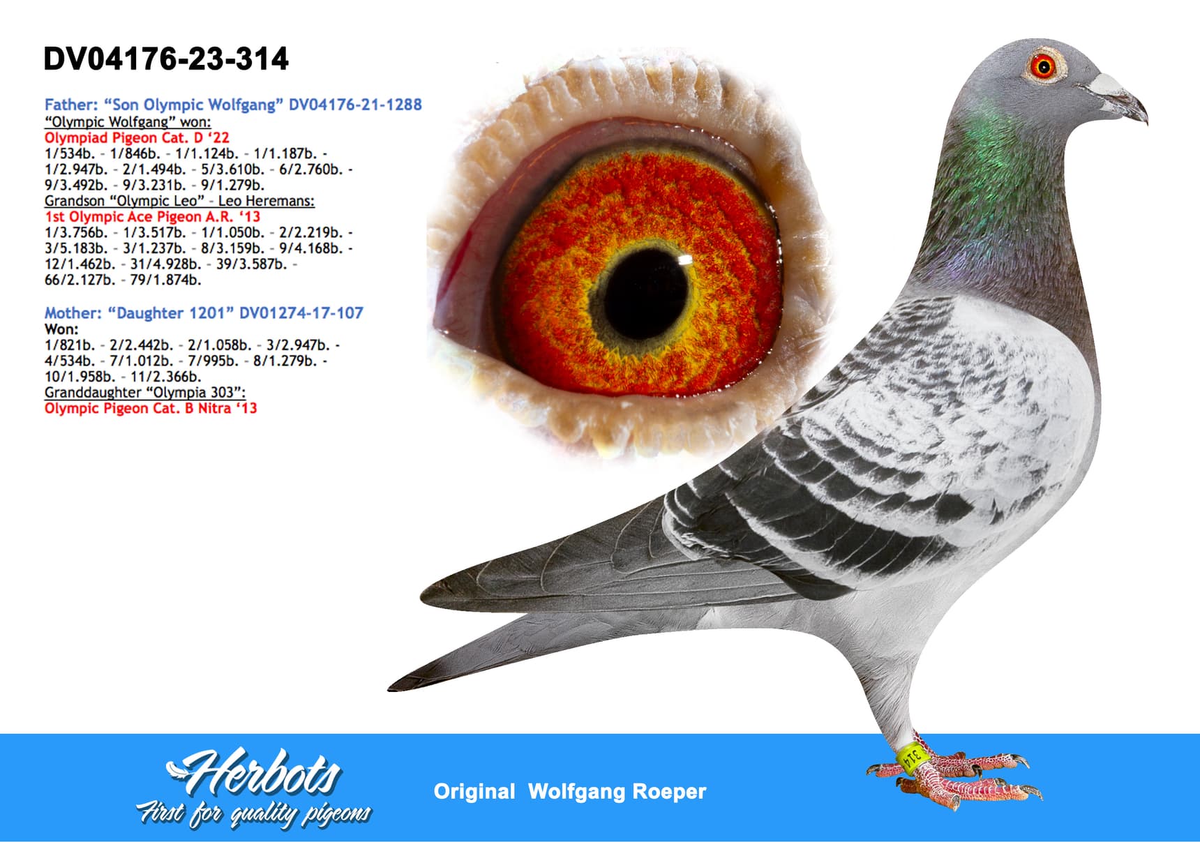 pigeon: undefined