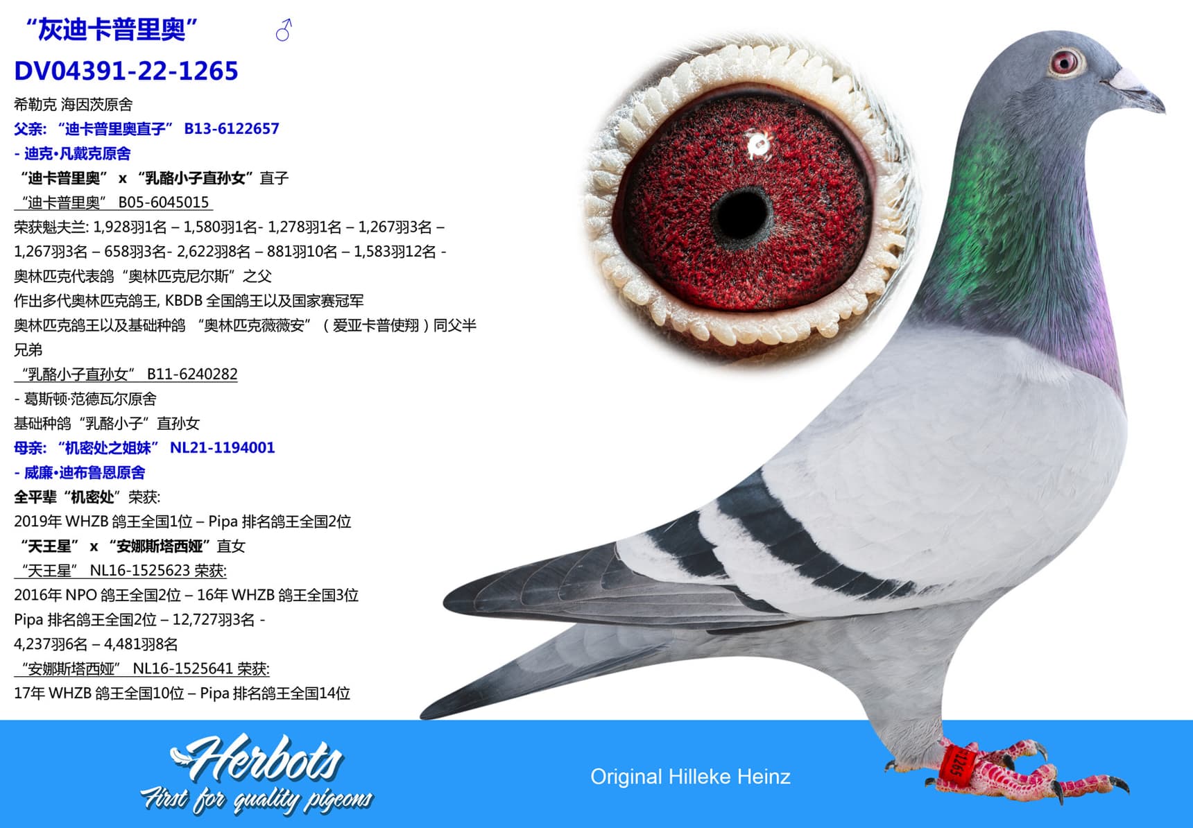 pigeon: undefined